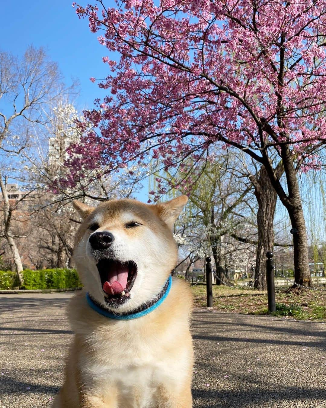 まる（まるたろう）さんのインスタグラム写真 - (まる（まるたろう）Instagram)「Good morning!✨🌸🐶🌸✨おはまる〜！不忍池の桜が咲き始めたよ〜 #ソメイヨシノはまだ  #楽しみだね〜」3月19日 9時10分 - marutaro