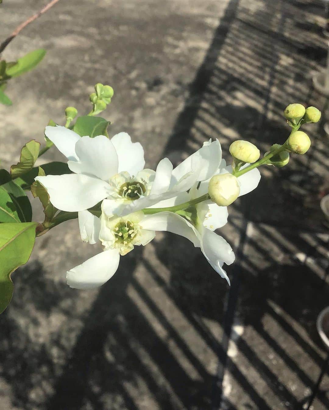 柴田淳さんのインスタグラム写真 - (柴田淳Instagram)「私のお庭に春が来ました❣️ #利休梅 蕾が可愛いんだよね😍💕 まだ緑色の蕾ばかりだけど、白くなるととてもとても可愛いんです❤️」3月19日 9時24分 - shibatajun_official