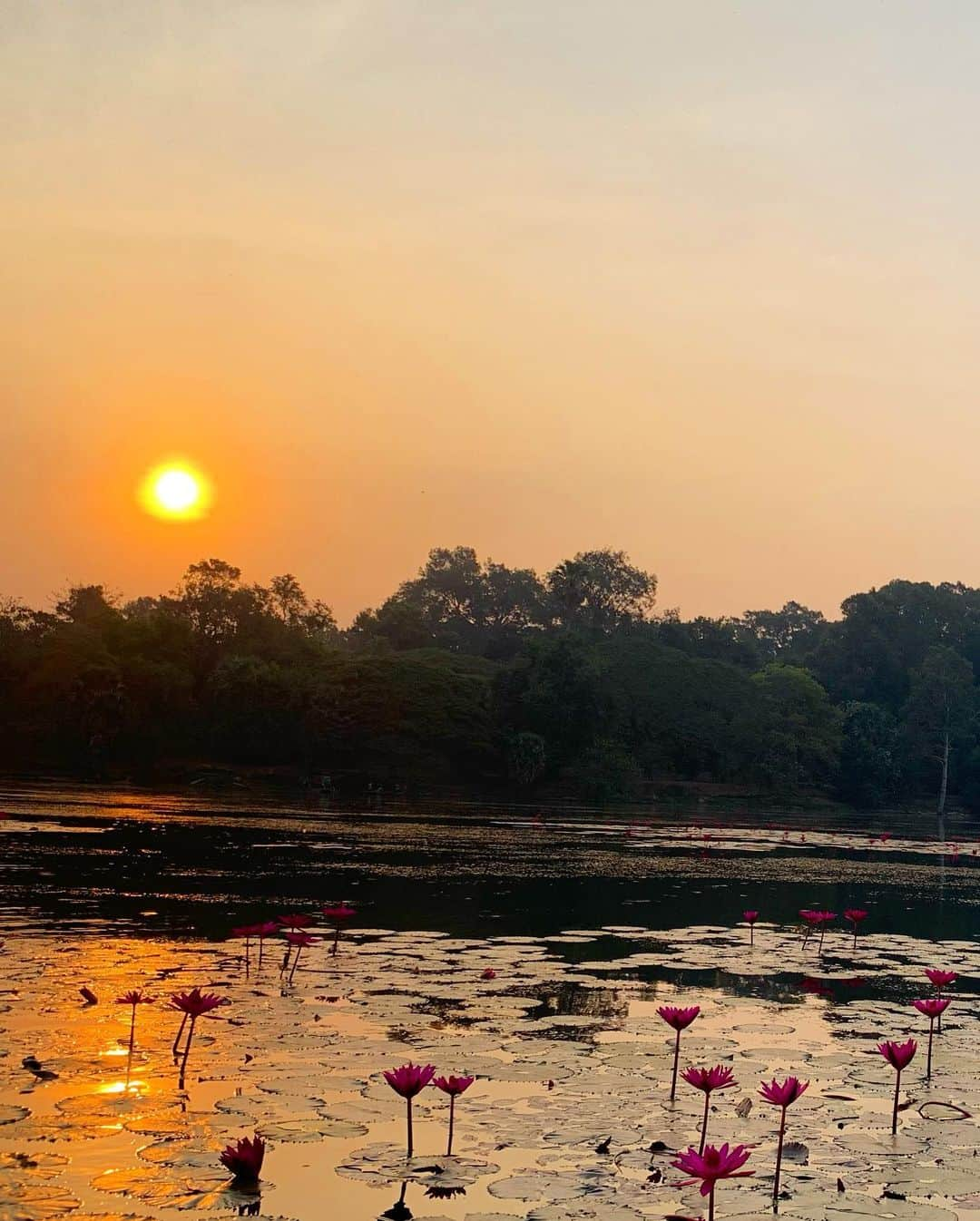 平山美春さんのインスタグラム写真 - (平山美春Instagram)「Good Morning☀️ アンコールワットで見た朝日🌅✨ 荘厳な空気🙏 . . #ankorwat #cambodia #siemreap  #sunrise #sunrisephotography  #instagood #instatravel #travel  #travelgram #travelphotography  #travelporn #traveltheworld #travelholic」3月19日 9時18分 - miharuhirayama