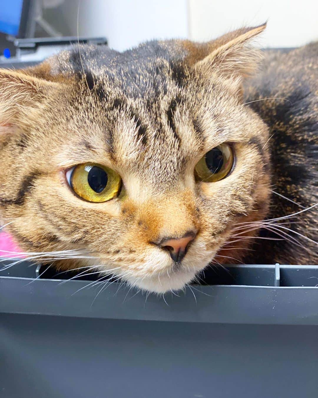 のインスタグラム：「Ummm, cats don't like being here 🙈🙈 猫ちゃんの健康チェックに行ってきたよ！ 2枚目からちょこっとした、英会話☀️ スワイプして見てね👍✨ こんな感じの投稿、いいな！と思われた方は❤️をクリックしてね😍」