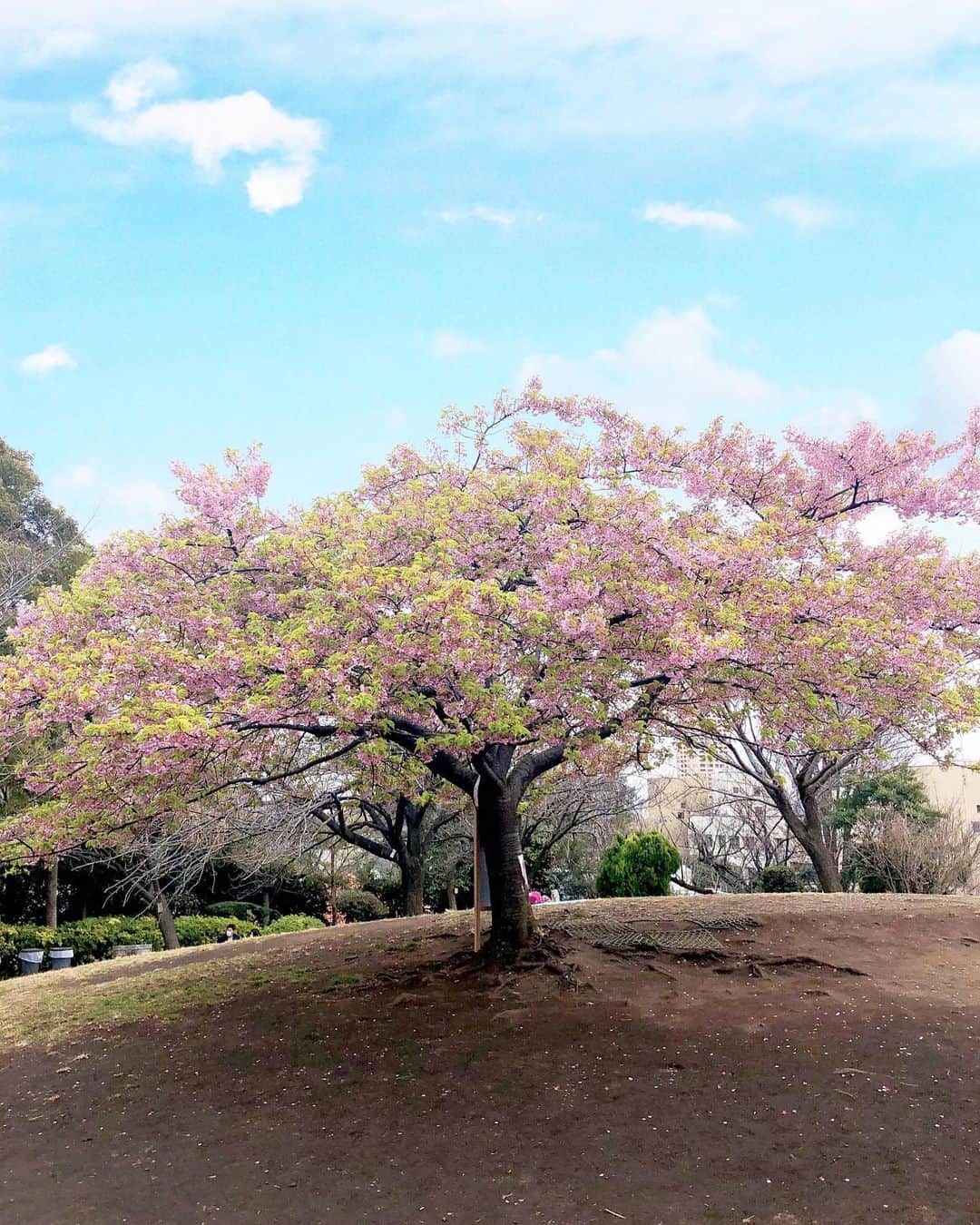 うえむらちかのインスタグラム：「The cherry blossoms I saw for the first time this year🌸  #桜 #桜2020」