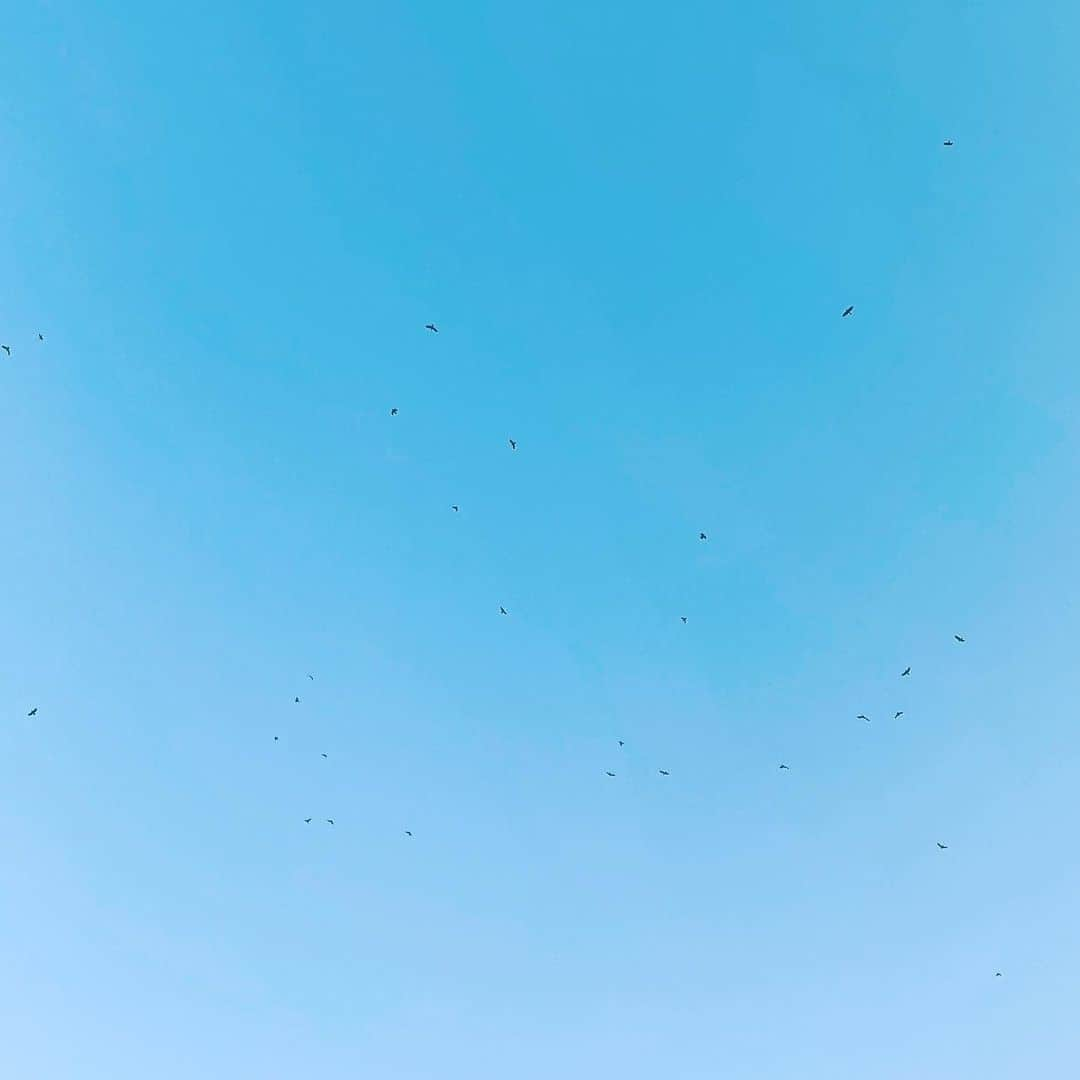 中野敬久さんのインスタグラム写真 - (中野敬久Instagram)「#sky #blue #crow #ravens #fly」3月19日 9時51分 - hirohisanakano