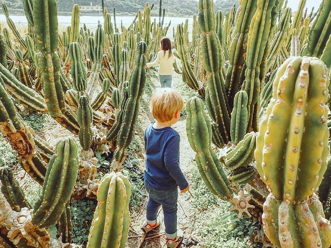 Be.okinawaさんのインスタグラム写真 - (Be.okinawaInstagram)「Take a walk through this adorable cactus farm! 📷:@growingupinokinawa 📍:Nanjo City  These cacti can grow to over 2 meters in height! The farm is about 30 minutes by car from Naha Airport.  #cactus #nanjo #仙人掌 #南城市 #선인장 #난조시 #サボテン #散歩 #takeawalk #cactusfarm #beokinawa #visitokinawa」3月19日 10時00分 - visitokinawajapan