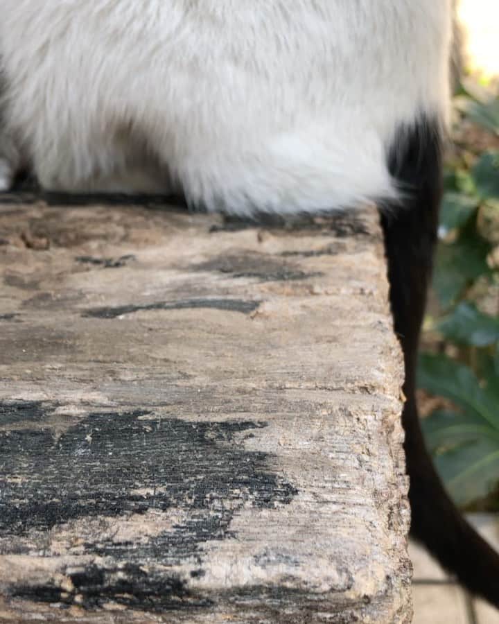 サルボ恭子のインスタグラム