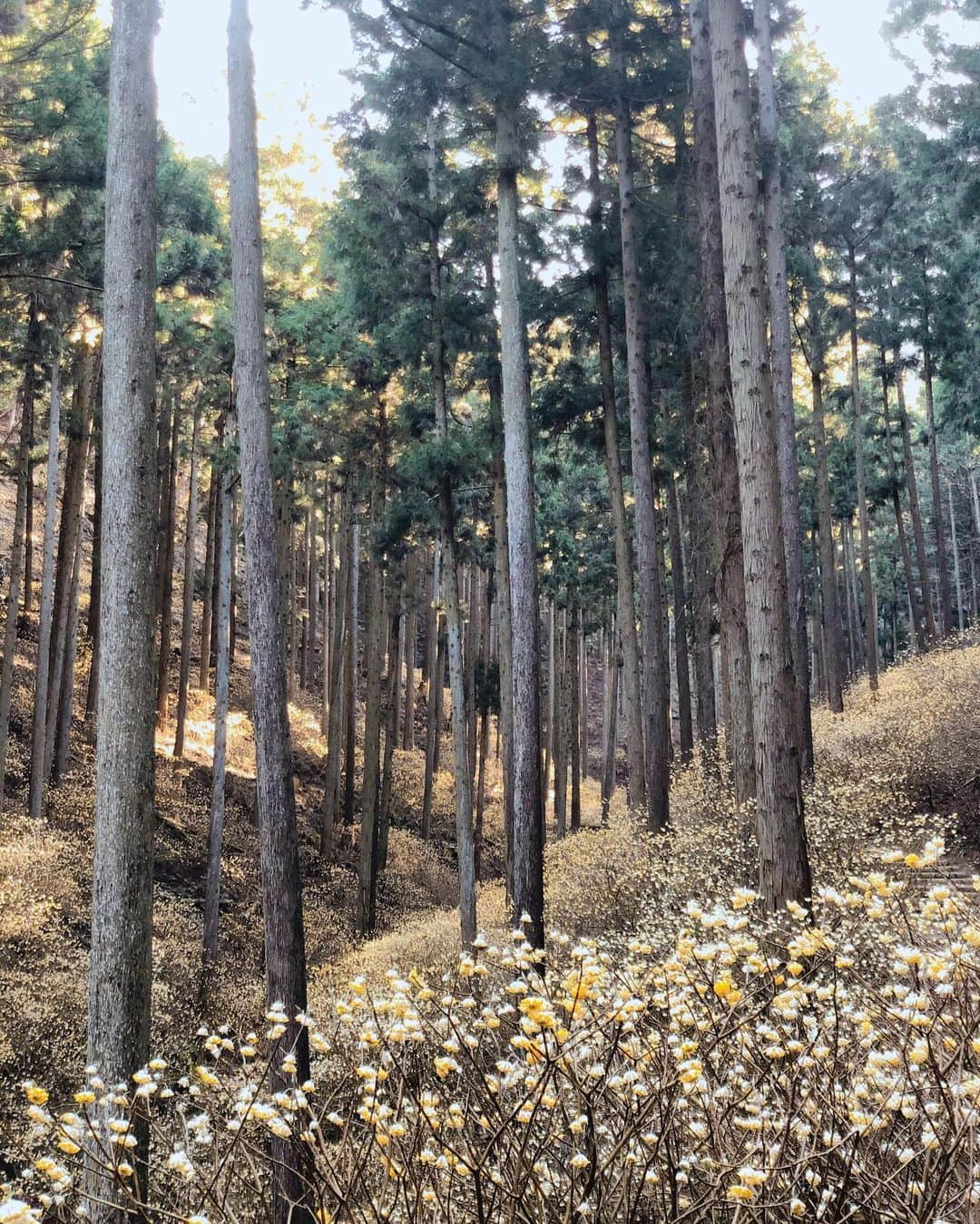 佐藤弥生さんのインスタグラム写真 - (佐藤弥生Instagram)「' 🧚🏻‍♀️妖精の森へ ' 🧚🏻‍♂️ミツマタは8分咲き 🧚🏻まさかの気温2°でかなり寒〜ぃ  慌てて着込む🤣  光が差し込むととっても幻想的✨ ' AM 7:30到着でこの人、、、 ' 🧚🏻ミツマタのトンネルをくぐったり  あっという間のひと時  自然って本当に癒されるな  花と樹々に囲まれて 朝の🍙おにぎりも美味や😋 ' お次のお目当ては🍓🍦😍 #ミツマタ #ミツマタ群生地 #焼森山 #妖精の森 #fairy #green#🌳 #駐車場満車 #今週末満開」3月19日 10時18分 - yayoyayo_s