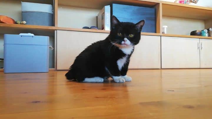もんたの日常のインスタグラム：「もんたの遊びのペース #もんたの日常 #保護猫 #スローライフ #黒猫 #猫のいる暮らし #猫好きさんと繋がりたい #糸島市」