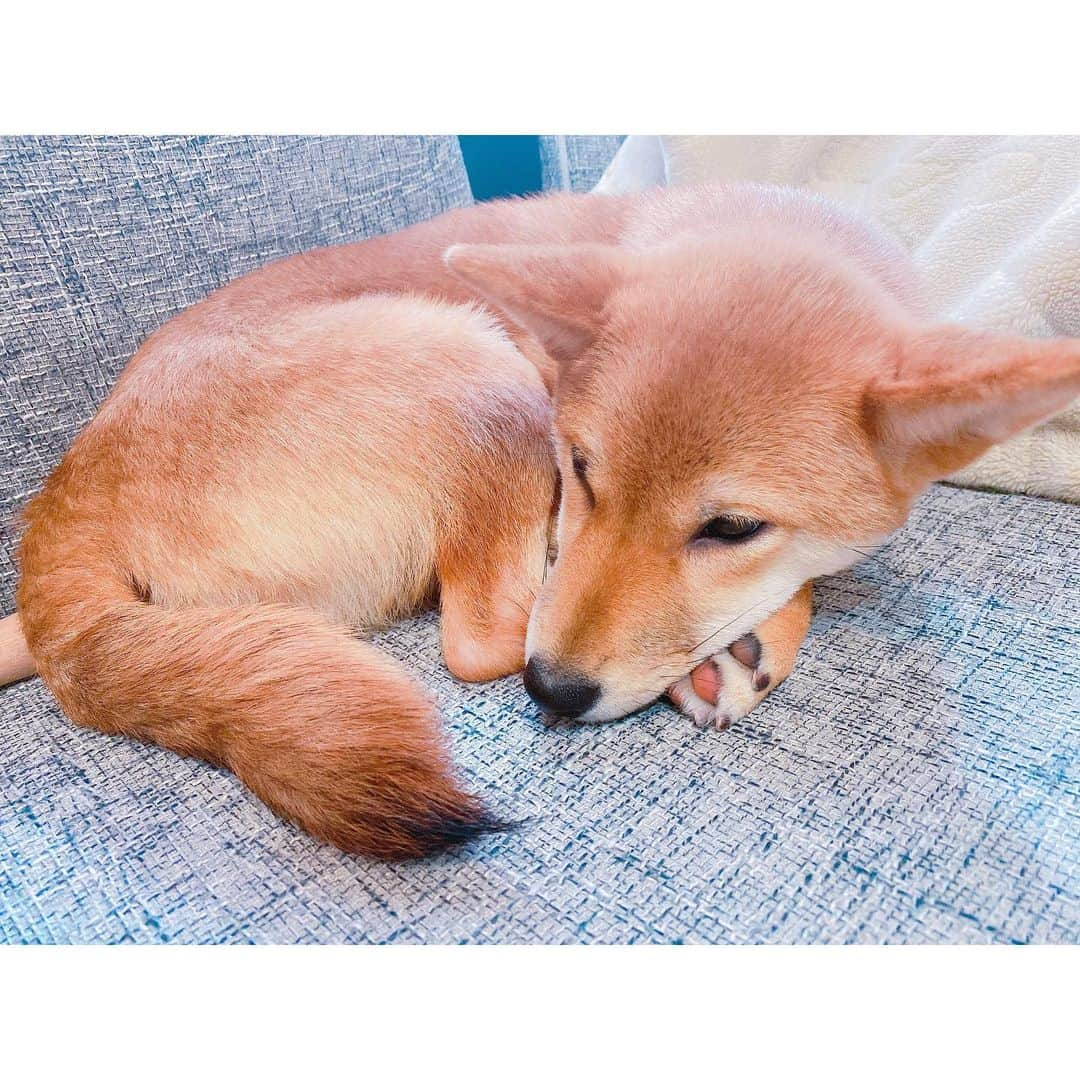 清瀬汐希さんのインスタグラム写真 - (清瀬汐希Instagram)「. . . うちのまりたんが可愛いので見てください🐕 毎日会うたんびに飛行機耳でとてつもない 勢いで飛びかかってきます。かわ😭💓 . . #愛犬 #柴犬 #まりか #かわいい  #飛行機耳 #甘えん坊 #柴 #清瀬汐希」3月19日 10時35分 - yuki_kiyose_