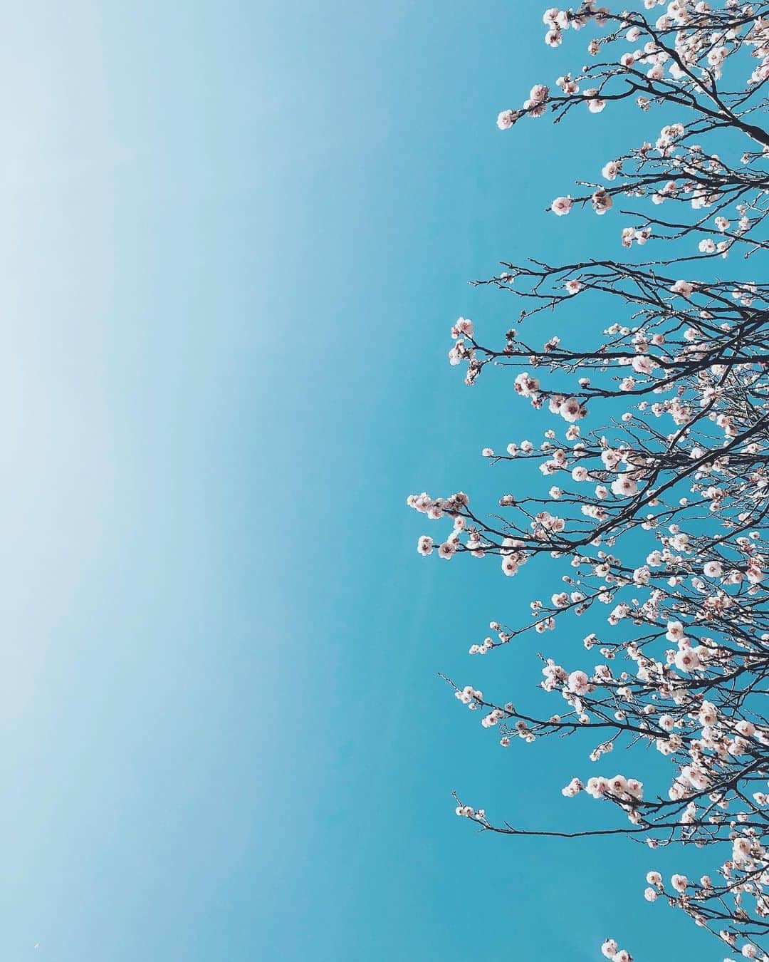 yukaさんのインスタグラム写真 - (yukaInstagram)「春。桜が待ち遠しいね。 ・ ・ ・ #これは梅 #ザ花部 #team_jp_flower  #indies_minimal  #すっかりご無沙汰 #新型コロナの影響で色々大変だけど #きっとまだまだ続くだろうけど #桜を楽しみに待ってます #カメラ持って出かけたいな」3月19日 11時05分 - yuka_ff