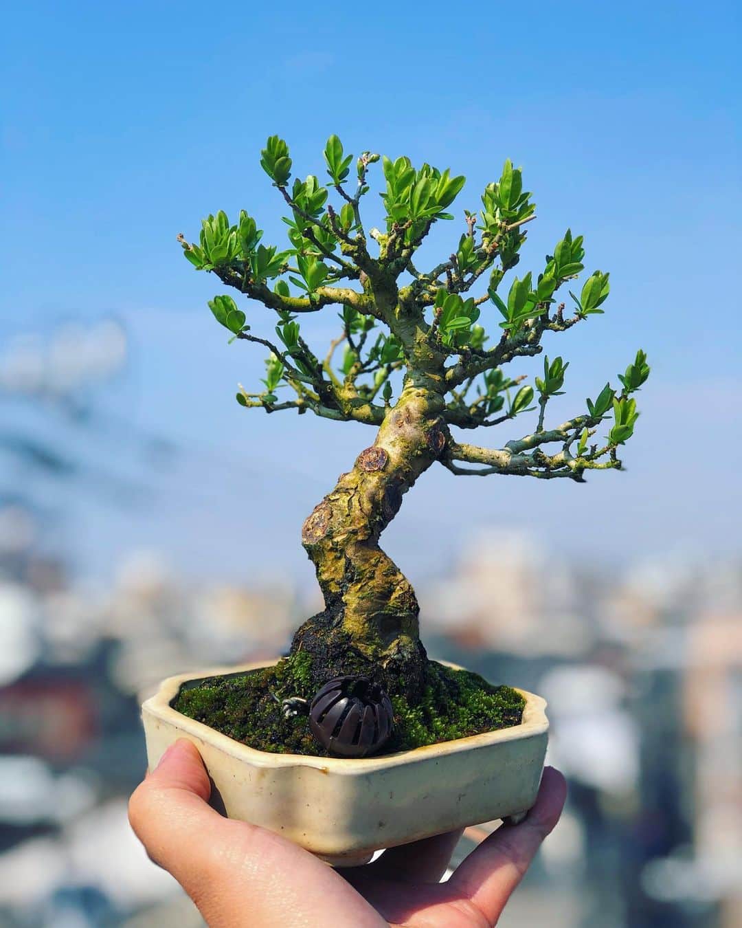 金成公信のインスタグラム：「イボタの葉が開いてきましたよ。#イボタ #盆栽 #bonsai #bonsaijapan #japanesebonsai #wabisabi #bonsailovers #bonsailife #bonsaitree #bonsaiart #bonsaigram #bonsaiworld #plants #tree #greenlife #greenlifestyle #苔 #moss」