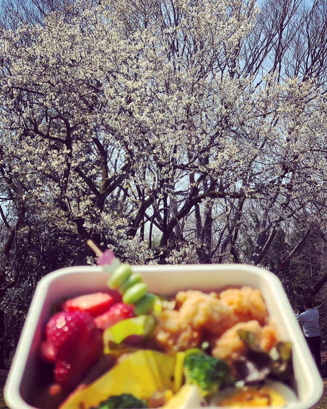 山本高広さんのインスタグラム写真 - (山本高広Instagram)「春が来た〜‼️🌸 #春 #公園 #弁当 #からの #桜 #さくら #からの #べんとう」3月19日 12時01分 - _yamamoto_takahiro_