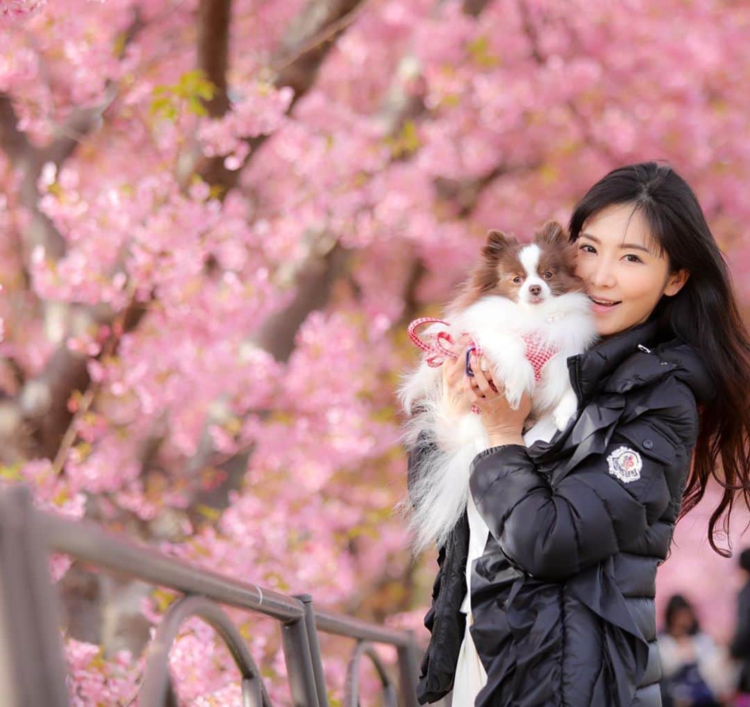 mycoのインスタグラム：「2月に河津桜🌸を見に🚗 道を間違えたりして河津までは往復8時間超えの運転でした（笑） 東京の桜も来週には見頃かな。 美しさに癒されたいです🌸  #河津桜 #河津桜まつり #桜　#cherryblossom #pom #pomeranian #パーティーカラーポメラニアン #ドライブ #kawazuzakura #february」