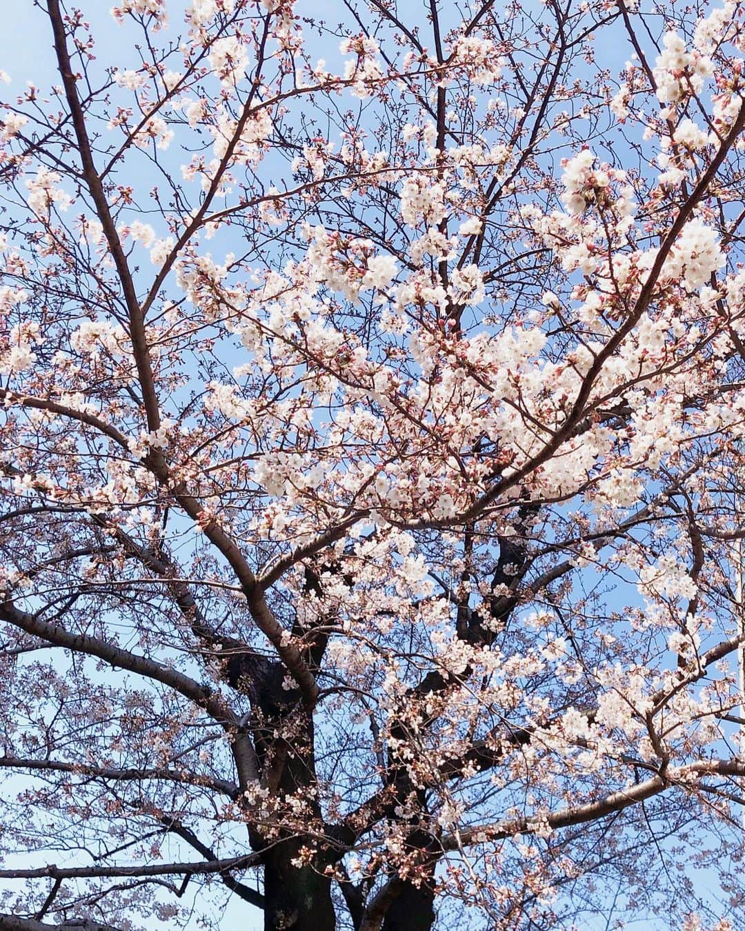 花總まりさんのインスタグラム写真 - (花總まりInstagram)「桜咲く🌸 お花も頑張ってる。皆んな頑張ろう☺️上を向いて、太陽の光浴びて☀️」3月19日 12時22分 - hanafusamari_official