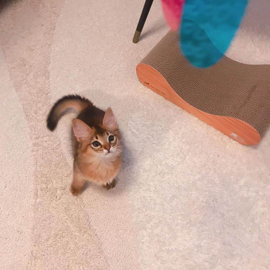 怜花さんのインスタグラム写真 - (怜花Instagram)「家族が増えました🐈♡ 先月お家に来てくれた甘えん坊でやんちゃな男の子です🌼 いっぱい遊んで、食べて寝てぐんぐん成長中ᕙ( ˙-˙ )ᕗ★」3月19日 12時40分 - reika_0419