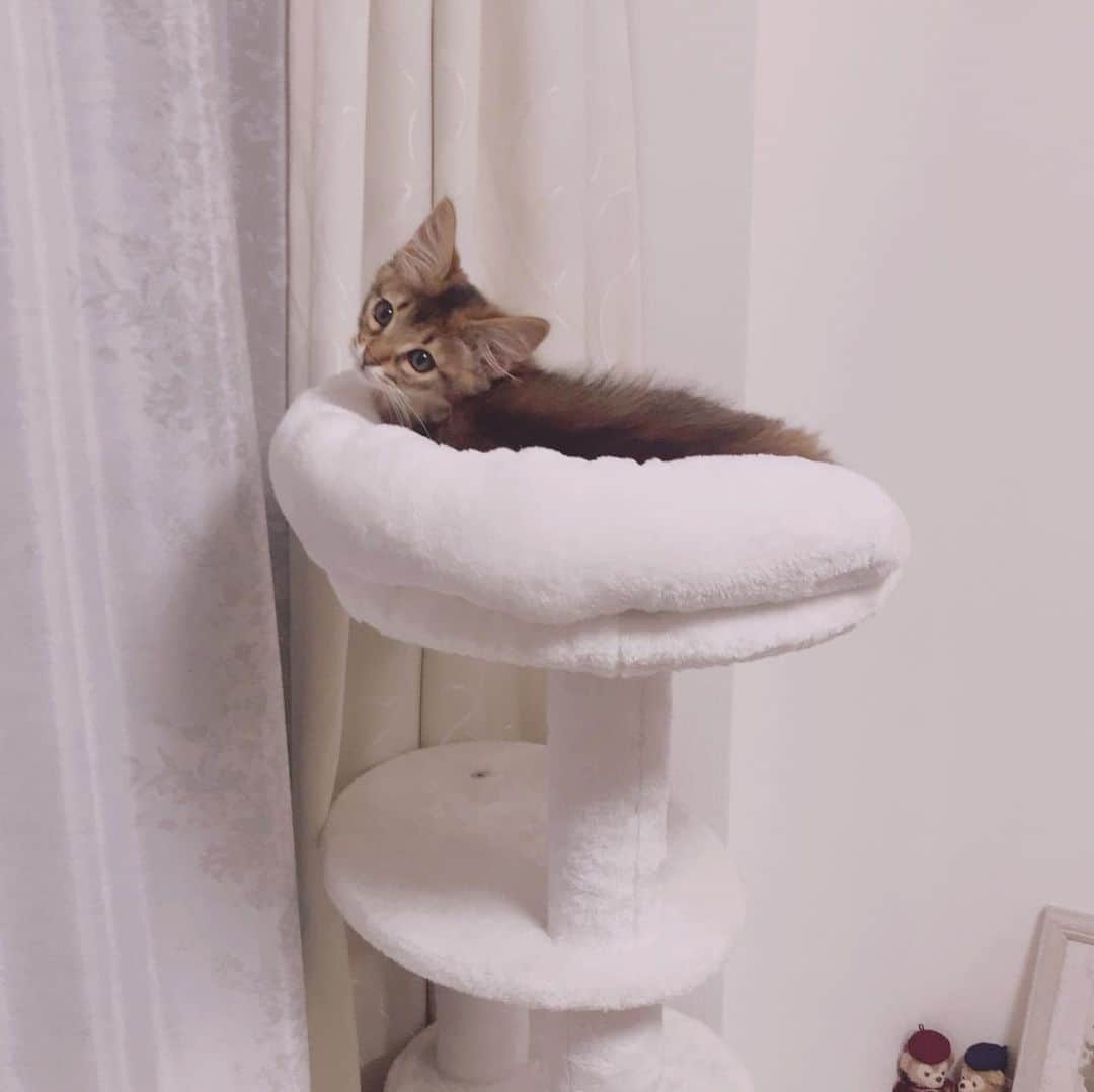 怜花のインスタグラム：「家族が増えました🐈♡ 先月お家に来てくれた甘えん坊でやんちゃな男の子です🌼 いっぱい遊んで、食べて寝てぐんぐん成長中ᕙ( ˙-˙ )ᕗ★」