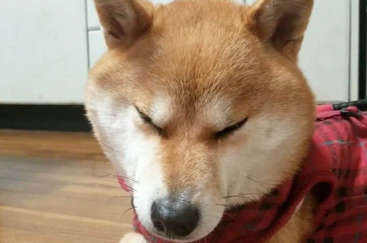 柴犬たま Shibainu Tamaのインスタグラム