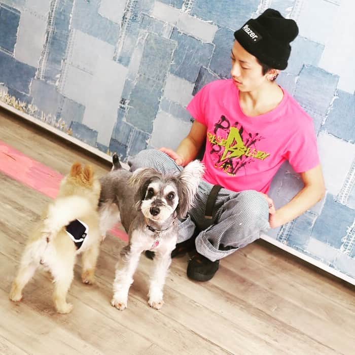 BLADeのインスタグラム：「﻿ ﻿ ヤンキーと犬😎﻿ ﻿ ﻿ 優しくトリミングさせて頂きます😌﻿ ご来店、お問い合わせお待ちしています‼️﻿ ドッグビューティーサロンELLE ﻿ 06-6431-3838﻿ ﻿ ■■■■■■■■■■■■■■■■■■■﻿ 🌟YouTubeはじました🌟　﻿ プロフィールリンクから見てみてください😉 ﻿ ■■■■■■■■■■■■■■■■■■■﻿ ﻿ #トリマー #trimmer #グルーマー #instadog #dogstagram #슈나우저 #トリミング #ブレちゃん #BOKUMO取扱店 #훈육미용　#긍정미용사  #훈육미용사 #긍정미용사 #훈육미용사 #남자애견미용사 #애견미용사 #애견미용 #펫스타일리스트 #강아지미용  #petgrooming #doggrooming #シュナウザー ﻿」