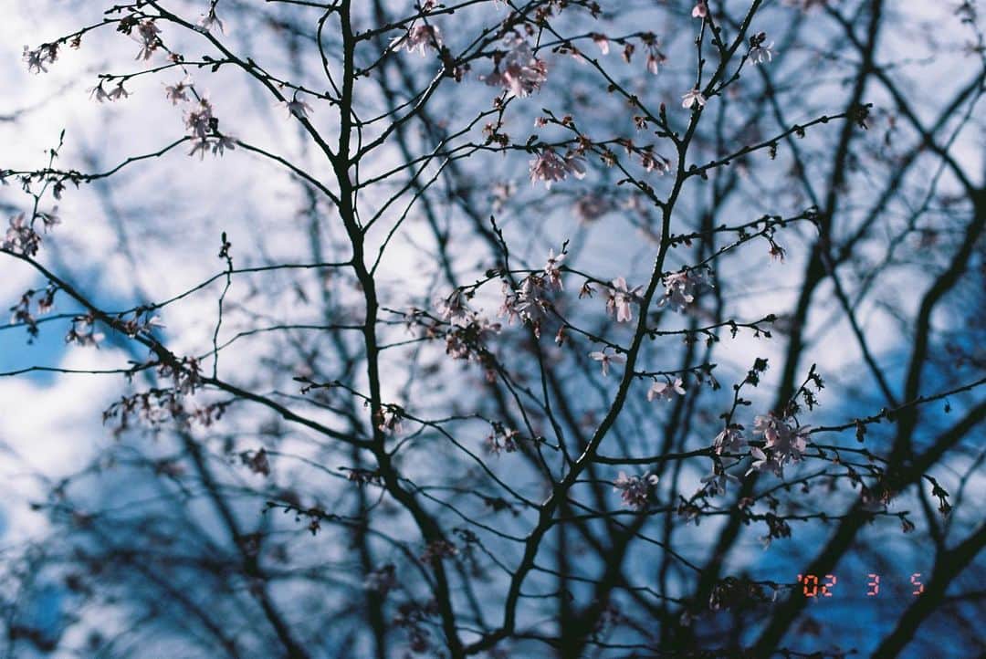 田島貴男さんのインスタグラム写真 - (田島貴男Instagram)「#フィルムカメラ #nikonf4 #aisnikkor50mmf12  #ektar100」3月19日 13時20分 - tajimatakao