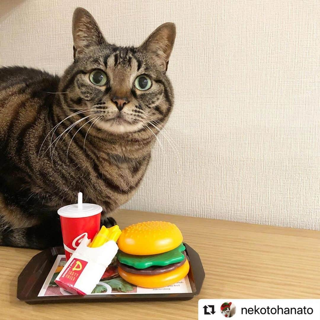 ねこさんのインスタグラム写真 - (ねこInstagram)「【#ねこは人を笑顔にする】❣️ わぁ〜可愛いハンバーガーショップだ😆🍔🍟すみません、ポテト出来るだけ大盛りにしてください🙋🏻‍♀️🙋🏻🍟🍟🍟 @nekotohanato さん、ありがとう〜🐙💓 #Repost @nekotohanato with @make_repost ・・・ . . いらっしゃいませー🍔 スマイルは 0円ですニャ😊 . このハンバーガーセット #DAISO ‼︎‼︎ すごいよねー✨✨ ハンバーガー食べたくなる🍔 ここしばらくお外ごはんしてないし お寿司も食べたいし🍣 焼肉も食べたいし🍖 そろそろ出かけてみても 大丈夫かな...... . #ねこは人を笑顔にする  #wpe2020フォトグランプリ  #我が家のキャティーマン #むぎゅっとはぐ第3弾  #pecohug  #peppyフォト部 . . @lidea_lion  #ペットのお悩みlideaが解決  やまとはレジ袋やビニール系の袋を 舐めるのが好きでペロペロします💦 元々よく吐く子ですが 舐めた後は特に吐くことが多い気がします。 何か関係あるのかなぁ？ . . #りぷちんに届け元気玉  #シブにゃん隊over10  #無敵の親バカ同盟  #関西ねこ部 . ☆20200319☆ .」3月19日 13時37分 - neko_magazine