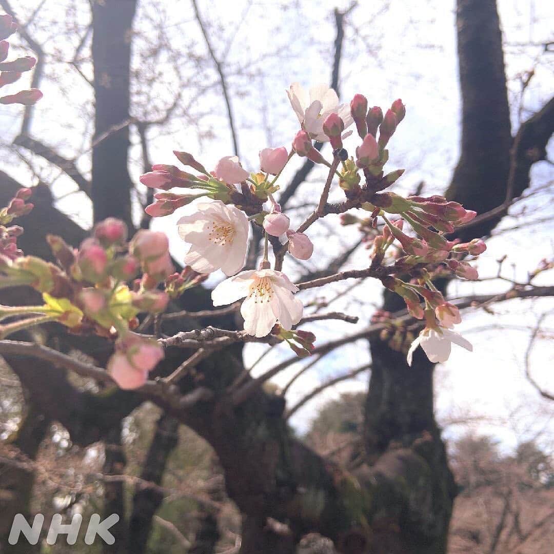あさイチさんのインスタグラム写真 - (あさイチInstagram)「ブラオウミ🌸春よ、来い。  めいいっぱい色づいた蕾が広がる中に、 咲いているものを見つけました。  自然災害や新型コロナウイルスなど、 今もつらい気持ちを抱えていたり、 不安が続いている方も多くいると思います。  皆さんにとって、 この春が少しでも優しいものでありますように。  #桜 #さくら #つぼみ #蕾 #開花 #ブラオウミ #近江友里恵 アナ  #nhk #あさイチ #8時15分から」3月19日 13時33分 - nhk_asaichi