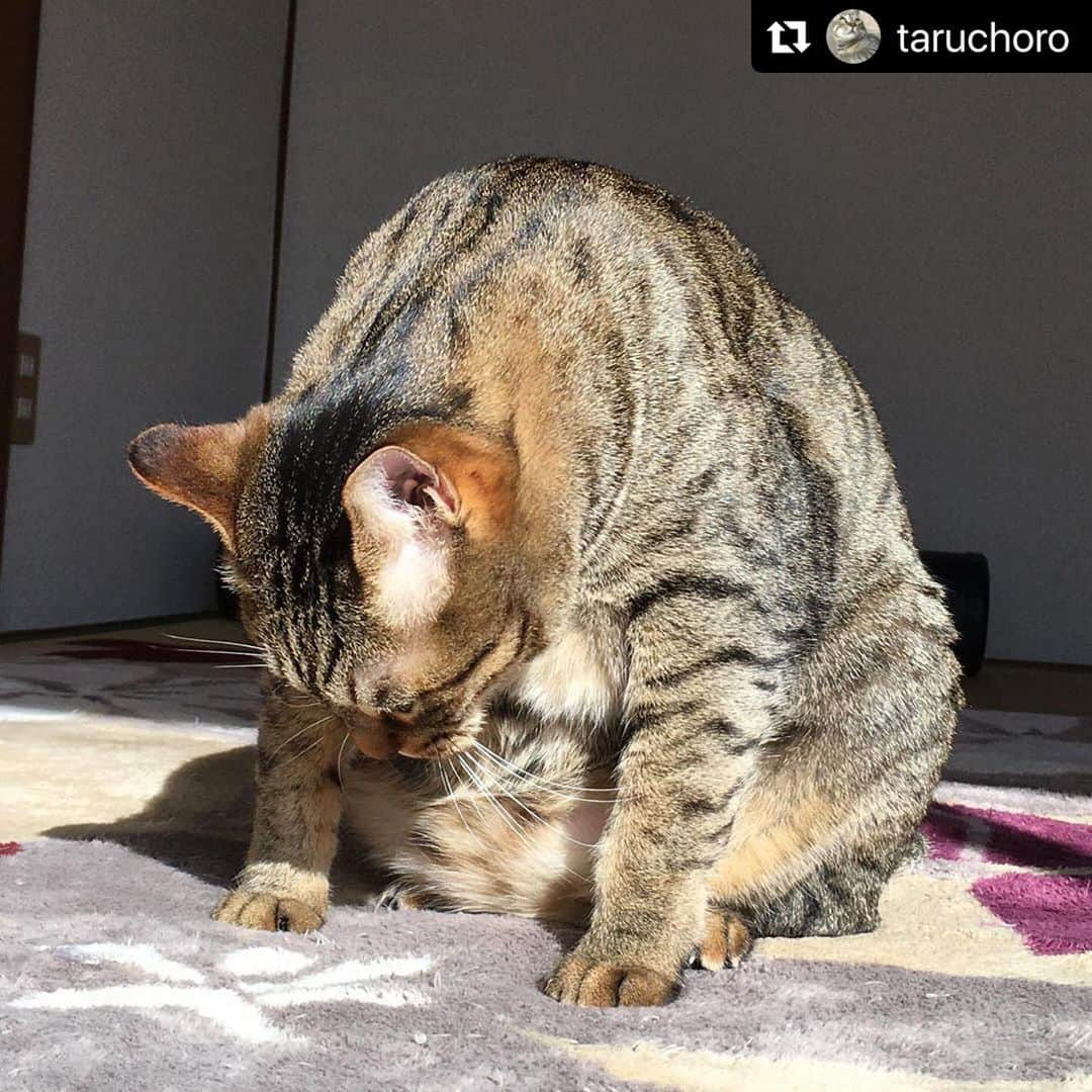 ねこさんのインスタグラム写真 - (ねこInstagram)「山だ🏔😂😂😂😂😂😂 #Repost @taruchoro with @make_repost ・・・ 山の如し * * #ブラジルの人聞こえますかー #こんぶ #岩みたい #エウレカねこ部 #ねこのきもち #にゃんこ #きじとら #ねこのいる生活 #猫写真 #ふわもこ部 #もふもふ #猫が好き #ペトこと猫部 #保護猫と暮らす #ねこすたぐらむ #nyancon01 #kot #sippo #pecoねこ部 #cat #catstagram #omusubiさとおや部 #ねこ部 #ねこらぶ」3月19日 14時06分 - neko_magazine