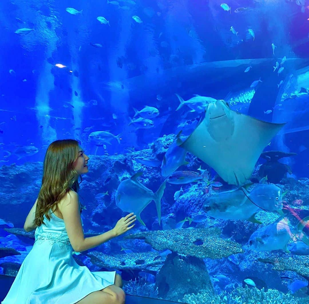 市原彩花さんのインスタグラム写真 - (市原彩花Instagram)「世界最大級の水族館🐠✨ . シンガポールのS.E.A Aquarium🐠 水族館って涼しいし魚可愛いし癒される🥰 #seaaquarium#aquarium#水族館#アクアリウム#シンガポール水族館#マンタ#エイ#singapore#シンガポール#海外旅行#旅行#trip#シンガポール旅行#シンガポール観光#シンガポール暮らし#シンガポール生活#シンガポール在住#シンガポール在住日本人#싱가포르#新加坡」3月19日 14時10分 - ayaka_ichihara