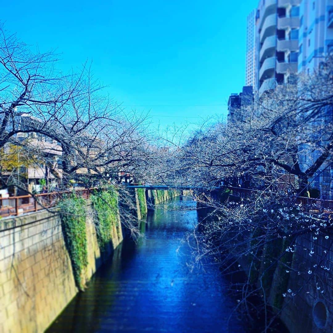 谷川じゅんじさんのインスタグラム写真 - (谷川じゅんじInstagram)「Cherry Blossoms 2020.  我々の事情とは関係なく 咲くものは咲く、です。 #ほんのちらほら #さくらラプソディ #目黒川  #sakura #Level0 #nakameguro #tokyolife #goodvibesonly #goodneighbors #thisistokyo #thisisjapan」3月19日 14時18分 - junjitanigawa