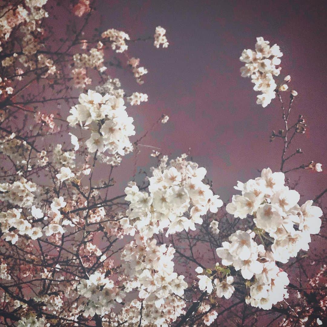 澤田友美さんのインスタグラム写真 - (澤田友美Instagram)「. いつのまに☺️🌸✨ .  Kindness, strength, nobility and ephemeral...🌸 . . . #cherryblossom  #sakura #国花」3月20日 1時12分 - tomomi__sawada