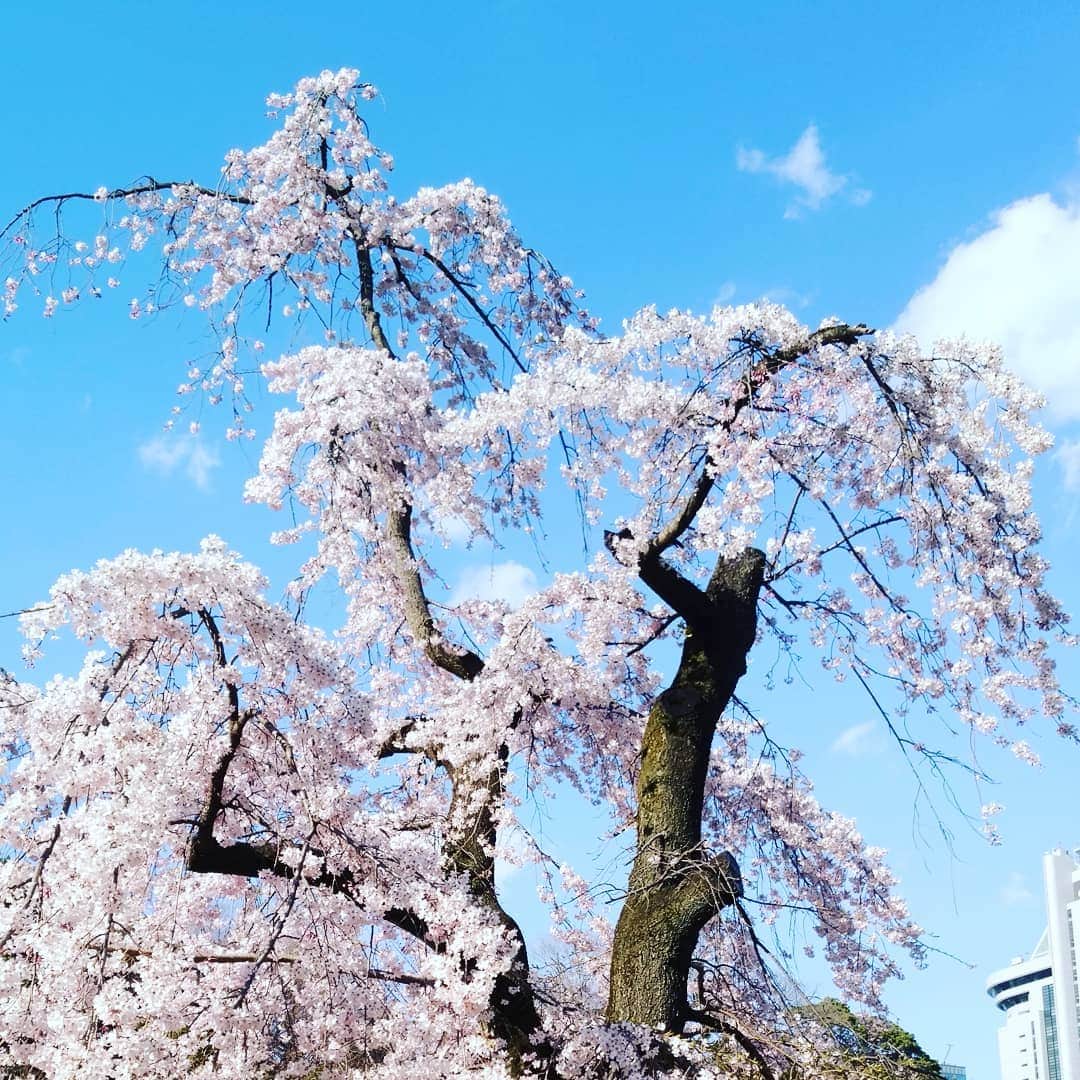藤本つかささんのインスタグラム写真 - (藤本つかさInstagram)「#桜満開 #🌸 #Japan」3月19日 23時58分 - tsukka0730official