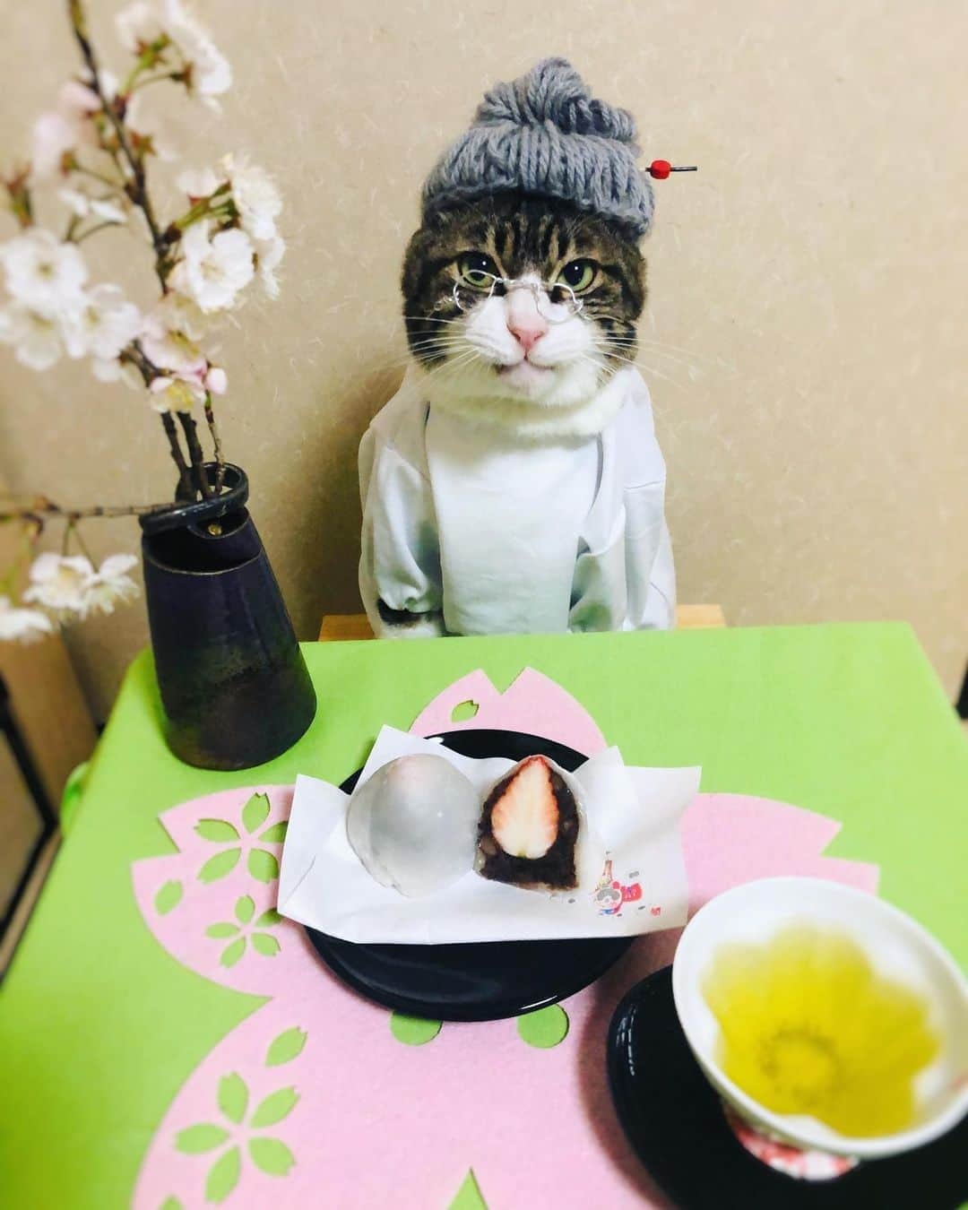 マロさんのインスタグラム写真 - (マロInstagram)「🌸春分の日🌸　　SWIPE▶️ 今日は初めて🍓いちご大福を作ってみたニャン❣️1日も早くコロナウィルスが収束するように祈りを込めて🙏 🌸 We made "Ichigo daifuku" which is a soft rice cake stuffed with sweet bean paste and a strawberry. It is a popular traditional Japanese sweet. "Ichigo"means"strawberry" in Japanese and "daifuku" is a soft rice cake, usually stuffed with sweet bean paste.  May the coronavirus converge soon. 🌸 いつもコメントありがとうございます😺🙏💕 返信出来なくてすみません🙇‍♀️ 全て拝見しています🐾 🌸 Thank you for your kind comments😺🙏💕 I'm sorry that I couldn't reply. 🌸 #cat#cats#catsofinstagram#😻 #japanesefood#japaneseculture  #spring#wagashi#ねこ#ネコ#猫 #にゃんすたぐらむ#ふわもこ部  #ねこ部#春分の日#いちご大福 #さくら#ねこのいる生活#春 #斉藤和義#カーリングシトーンズ」3月20日 0時20分 - rinne172