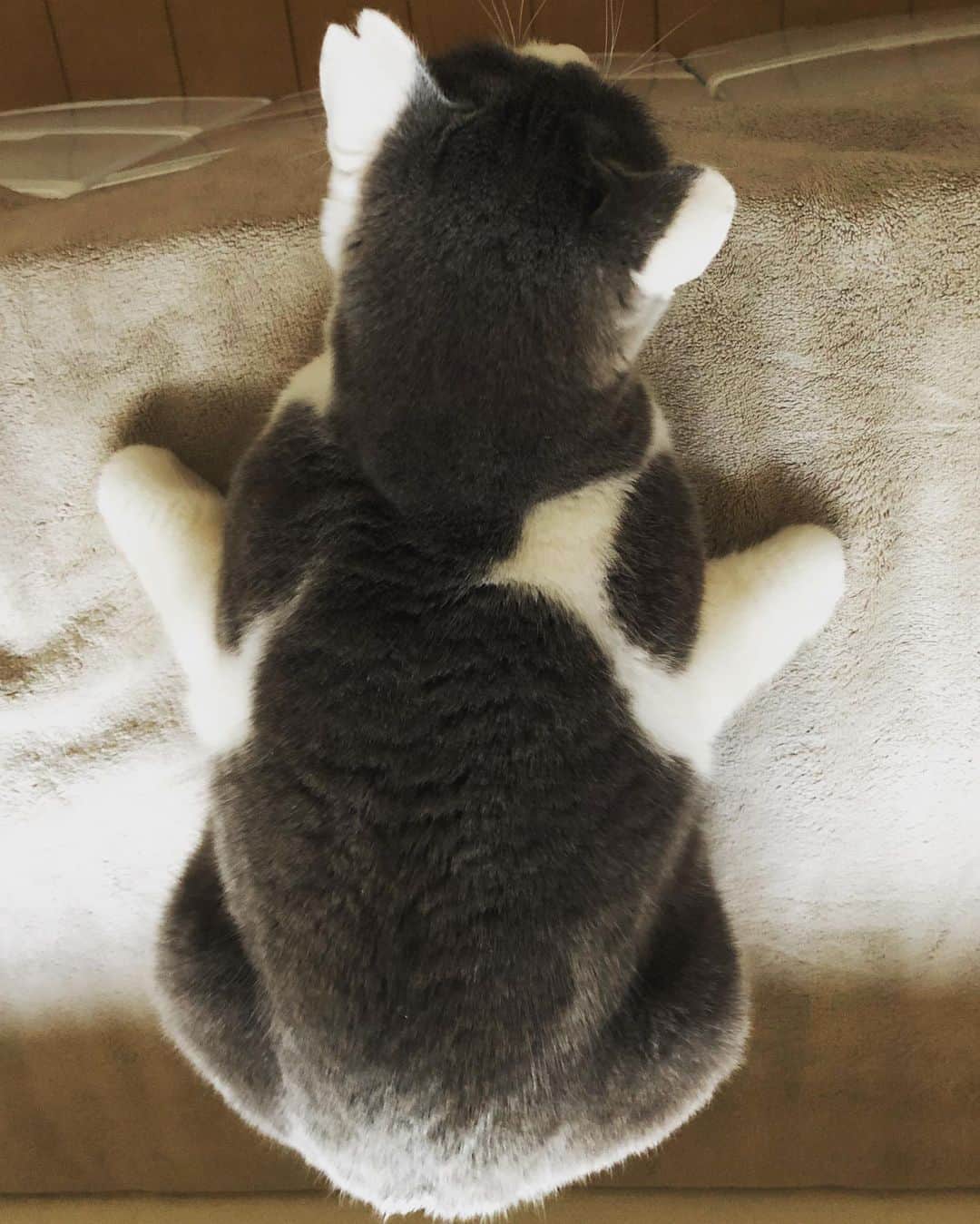 南早苗のインスタグラム：「うちの亀さん🐢 君はそんな体勢が楽なのかい？？🐈 #猫　#ジュニ　#cat #catlife #猫のいる暮らし #保護猫　#さくらねこ  #上から見ると亀さんみたい #へんな寝方シリーズ　#猫好きさんと繋がりたい」
