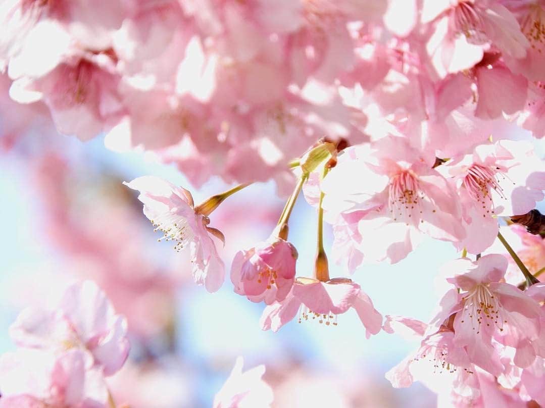 サンテボーティエ公式さんのインスタグラム写真 - (サンテボーティエ公式Instagram)「.﻿ 陽の光に透ける淡いピンクが、春の訪れを知らせる季節❤﻿ ﻿ 冬から一変して、景色が少しずつ色づいていくよう。﻿ 厳しい季節を越えたからこそ、たどり着ける今がある...🌸﻿ ﻿ 心おどる季節を、充血ケアしたクリアに輝く瞳で楽しんで☘﻿ ﻿ Photo by @to.yo.ki﻿ ﻿ ------------﻿ 【#santebeauteye #サンテボーティエ 】をつけてあなたのお気に入り写真をpostしてください♡﻿ このアカウント内で紹介させていただくことがあります。﻿ ﻿ ------------﻿ サンテボーティエ﻿ 第2類医薬品﻿ 目の疲れ・目の充血に﻿ -----------﻿ ﻿ .﻿ #参天製薬﻿ #サンテボーティエ﻿ #ボーティエ﻿ #サンテボーティエムーンケア﻿ #目薬﻿ #コンタクト﻿ #eyedrops﻿ #santebeauteye﻿ #アイケア﻿ #ナイトケア﻿ #桜﻿ #花﻿ #flowers﻿ #ピンク﻿ #ピンクの世界﻿ #春﻿ #flower﻿ #花スタグラム﻿ #花のある暮らし﻿ #花好きな人と繋がりたい﻿ #美習慣﻿ #カバンの中身﻿ #バックの中身﻿ #ポーチの中身﻿ #ピンクの目薬﻿ #マストアイテム﻿ #充血﻿ #instalike」3月19日 16時54分 - sante_beauteye