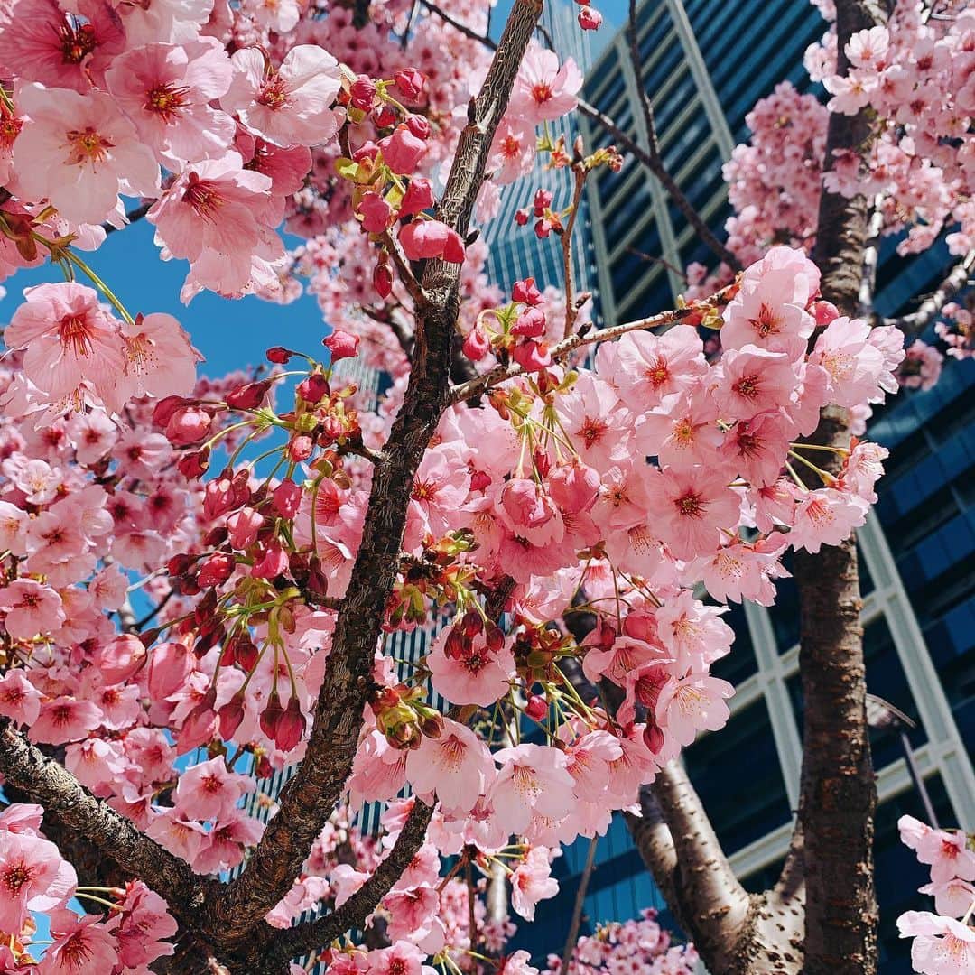 eclat.magazineさんのインスタグラム写真 - (eclat.magazineInstagram)「昨日、今日とぽっかぽかの東京。﻿ スタジオへいそいそと向かっていたら、六本木の「なだれ坂」は、桜が満開！ ﻿ ソメイヨシノより早く咲く、ヨウコウという桜でまだまだ若木ですが、鮮やかなピンクにうっとり💕  東京メトロ南北線・六本木一丁目駅からお散歩感覚でお花見ができました。みなさんのお近くの桜スポットはいかがですか？（副編Ｋ藤） ﻿ #桜  #お花見  #なだれ坂 #雑誌エクラ﻿ #エクラ」3月19日 17時06分 - eclat.magazine