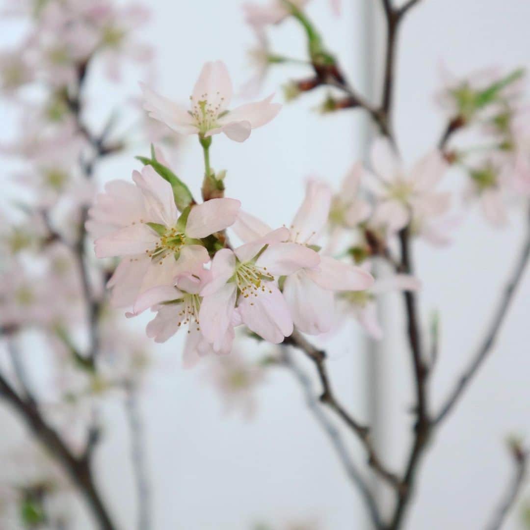 佐藤愛子のインスタグラム：「おうちの桜が咲いて、お花見気分を味わっております。花粉症の方は、戦いですね。  #桜 #sakura #cherryblossom #home #flower #spring #花のある暮らし」