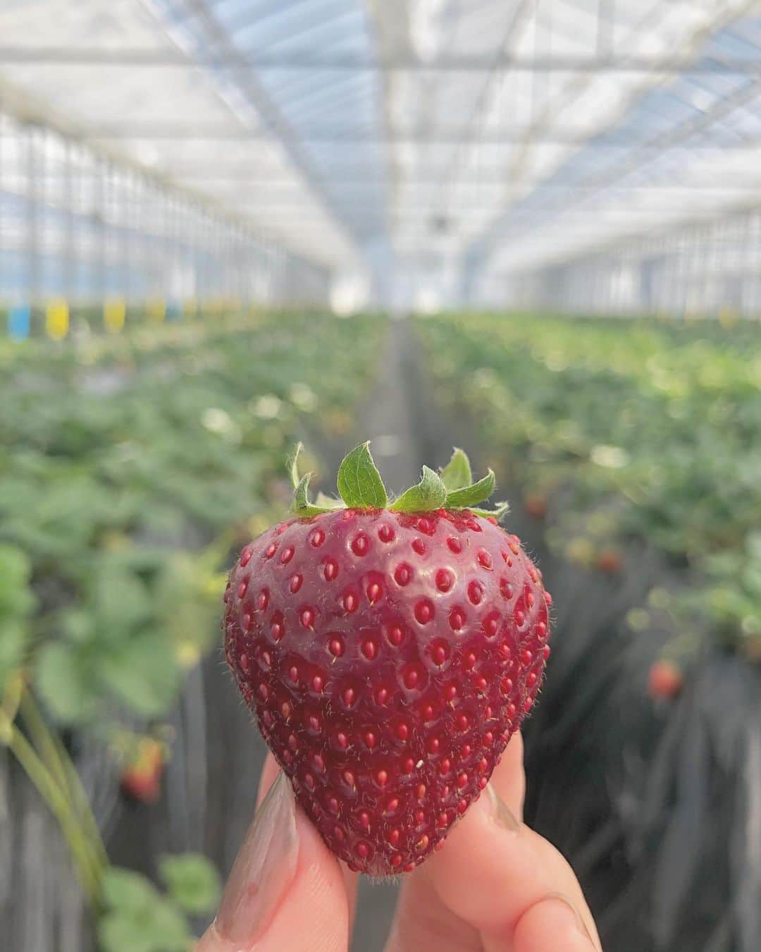 名取稚菜のグルメインスタ