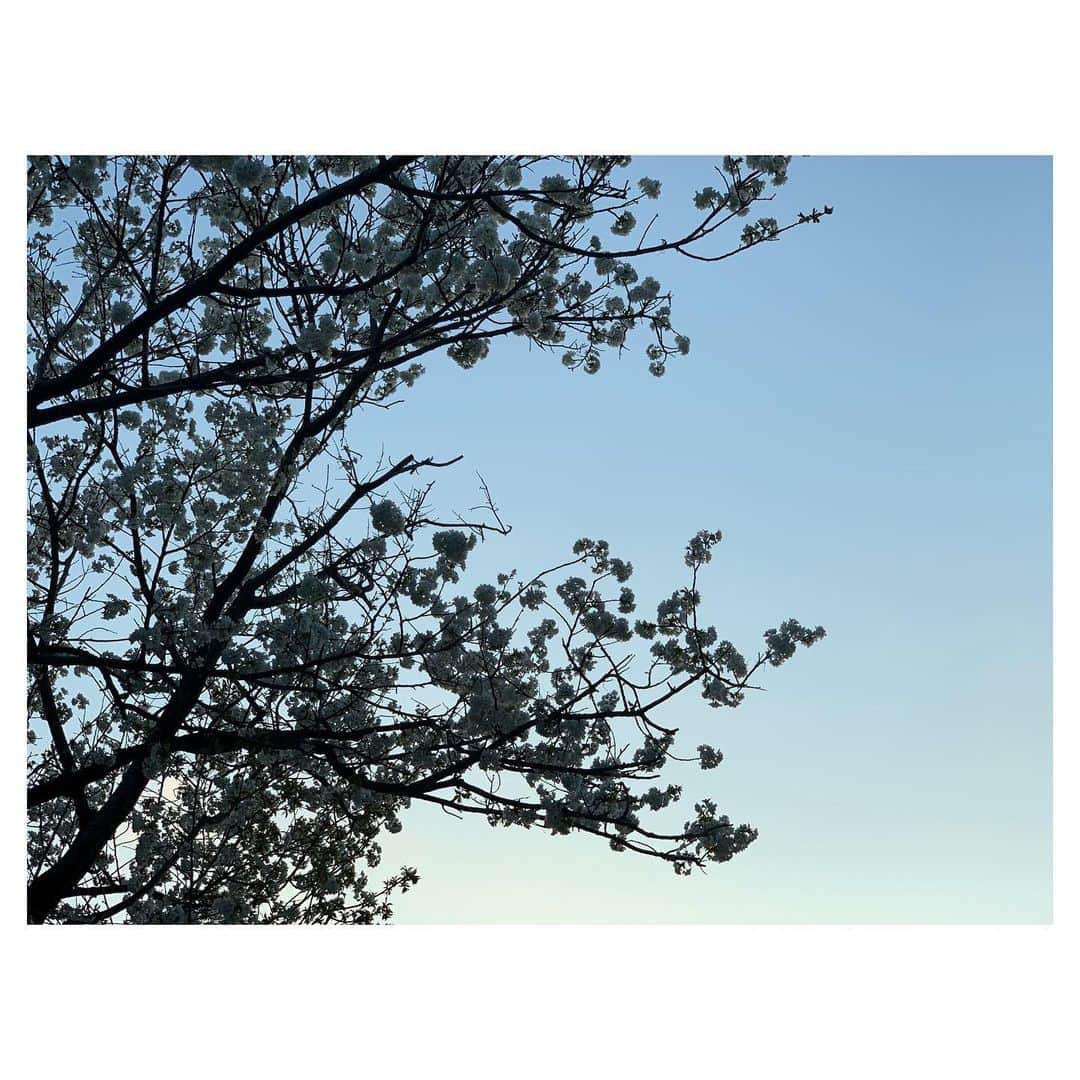 辺見えみりさんのインスタグラム写真 - (辺見えみりInstagram)「@shopch.jp ご覧いただきありがとうございました！ 帰り道、桜が咲きはじめている🌸」3月19日 17時36分 - emiri_hemmi
