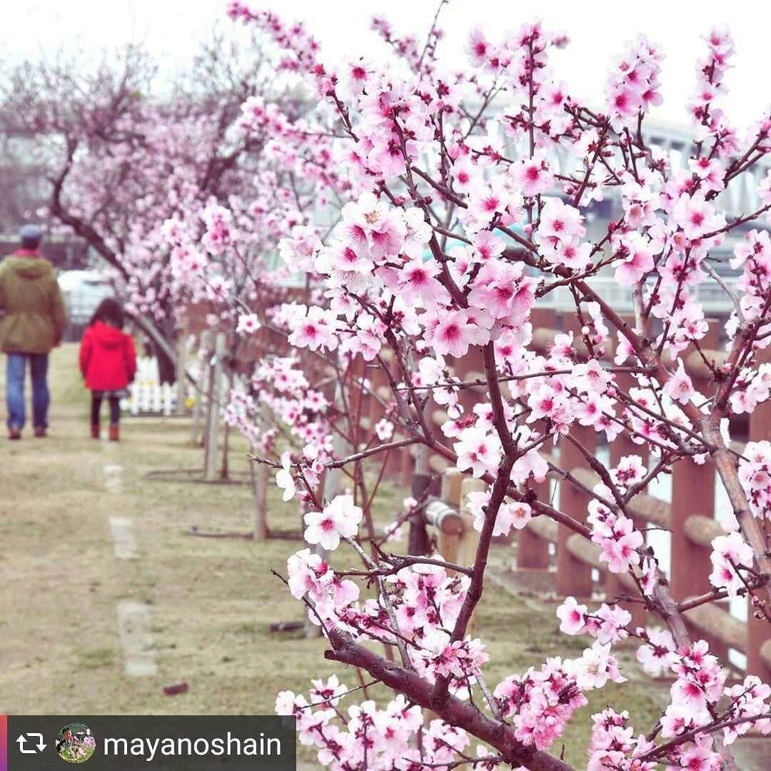 兵庫県さんのインスタグラム写真 - (兵庫県Instagram)「兵庫県公式インスタグラム『love_hyogo』です。  love_hyogoでは皆さんが#lovehyogo のハッシュタグを付けて投稿していただいた写真の中から紹介をさせていただきます。 素敵なお写真をお楽しみ下さい💕  本日のピックアップは @mayanoshain さんのお写真です👑 ハッシュタグをつけての投稿ありがとうございます🙏  写真は神戸市東灘区の東水環境センターのアーモンド並木での一枚です📷✨ 桜…？梅…？桃…？とは思えど、まさかアーモンドという発想には、なかなかいかないですよね〜💦 love_hyogoでも何度か、この時期の花の見分け方をお伝えしておりますが、 アーモンドは枝から短い花柄がでていて花びらの先が割れています。  ぜひ、この見分け方を覚えて 「この花は桜かしら〜？」という質問に 「ああ、これはアーモンドだよ…✨」 とかっこよく答えてくださいね❗  兵庫にまつわる投稿は#lovehyogo のハッシュタグをお願いします👈  #兵庫県#兵庫#lovehyogo#love_hyogo#photooftheday#followme#神戸市#東水環境センター#アーモンド並木#アーモンド#アーモンドの花」3月19日 17時57分 - love_hyogo