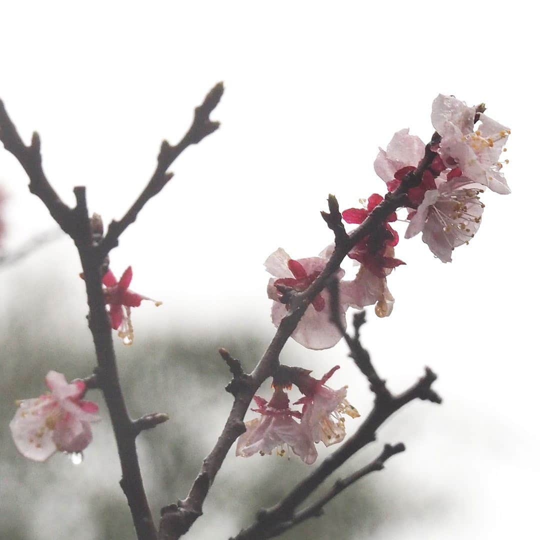 ワンズテラスさんのインスタグラム写真 - (ワンズテラスInstagram)「明日は二十四節気の「春分」（しゅんぶん）、これから徐々に日脚がのびていきます。 先週末は冬に戻ったような寒さとみぞれまじりの冷たい雨でしたが、今週末は暖かくなりそうですね。 この時期は満開の木蓮や椿、桜の開花などに気を引かれて、上ばかり見て歩いていませんか？ 足元に目を向ければ、陽射しの中につくしがたくさん。 春の訪れを感じる景色をたどりながら散歩をするのにちょうど良い季節です。  #二十四節気 #春分 #春雷 #春の訪れ #三寒四温 #つくし #土筆 #杏 #あんず #ハクモクレン #白木蓮 #春の花 #お花見散歩 #春散歩 #お散歩カメラ #季節の花 #flowers #flowerpic #onesterrace #ワンズテラス」3月19日 17時58分 - onesterrace