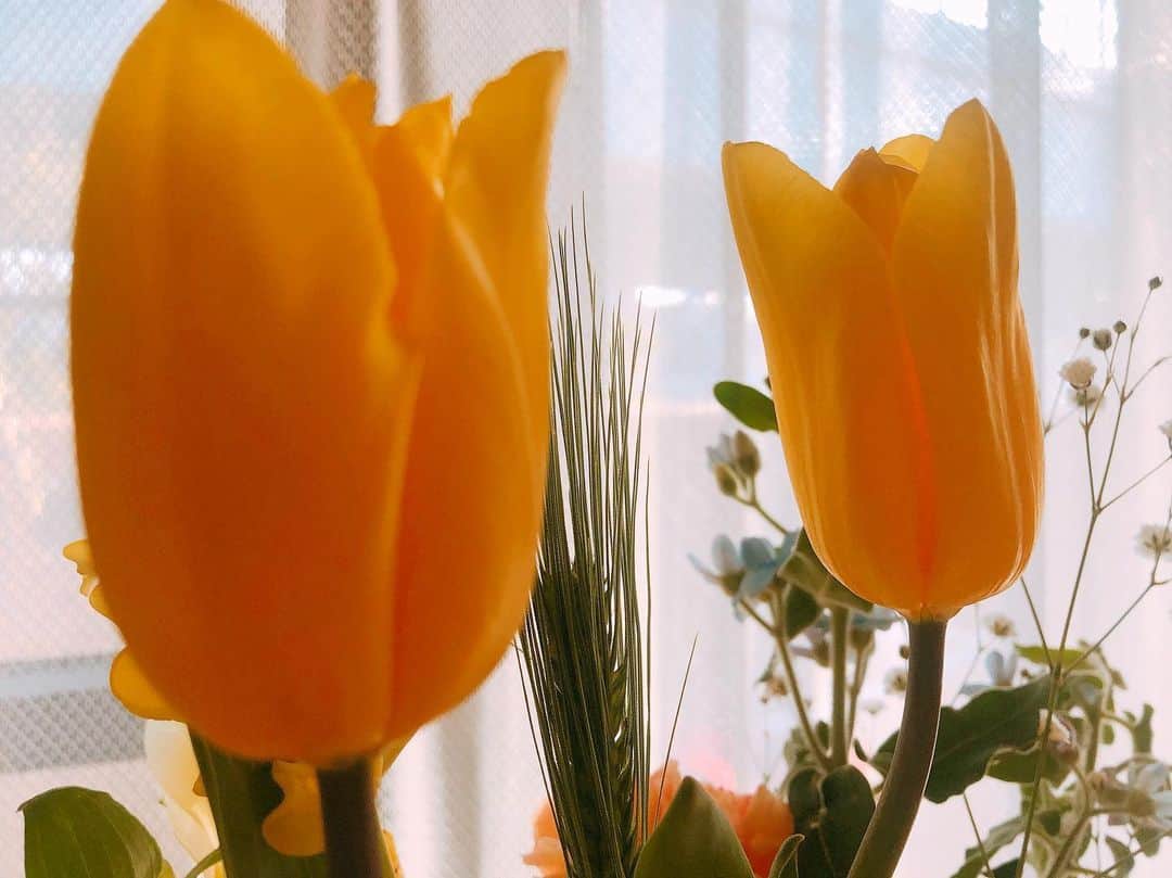 西本早希のインスタグラム：「・ ひ〜ら〜た〜な〜せり〜 🌷 ( CMわかる人いるかな ) ・ 追記  花のこと一切分からず 毎日てんてこまい」