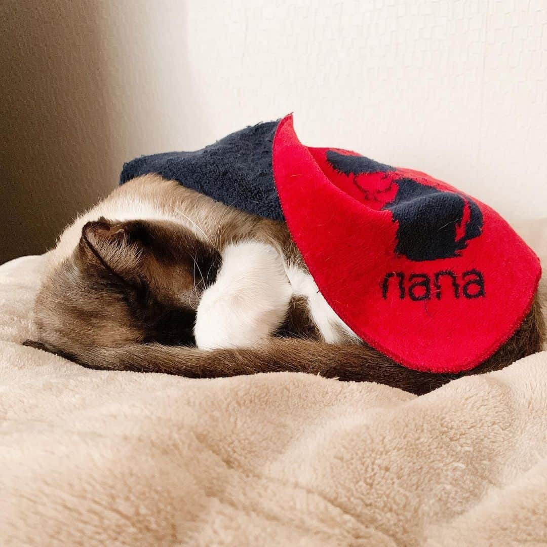 南口奈々のインスタグラム：「. 春だにゃ〜 おふとんももう はんかち1まいで いいにゃね #ミルスタ #instacat #ネコスタグラム #猫 #ネコ #にゃんこ #cat  #ふわもこ部 #ペコねこ部 #スノーシュー #靴下にゃんこ」