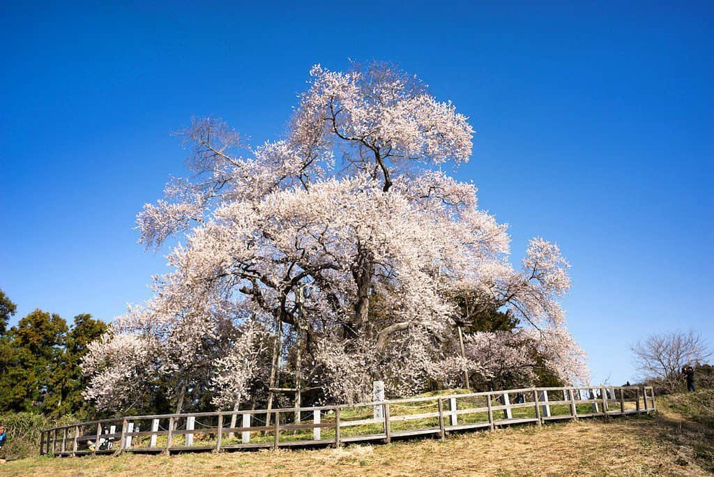 福島県さんのインスタグラム写真 - (福島県Instagram)「来て！ 戸津辺の桜 樹齢600年を超える県指定天然記念物のエドヒガンザクラで、見頃は3月下旬〜４月中旬頃です。県内でも早咲きの桜として知られ、地域ではつぼみの膨らみ具合で農作業の準備を行うなど、農家暦としての役割も果たし愛されています。※画像は以前のものです。 #矢祭町 #戸津辺の桜 #桜 #福島 #ふくしま #ふくしまからはじめよう #来て #fukushima #traveljapan #futurefromfukushima #japantrip #fukushimatrip #art_of_japan #instagramjapan #japan_of_insta  #insta_fukushima  #special_spot_」3月19日 18時38分 - realize_fukushima