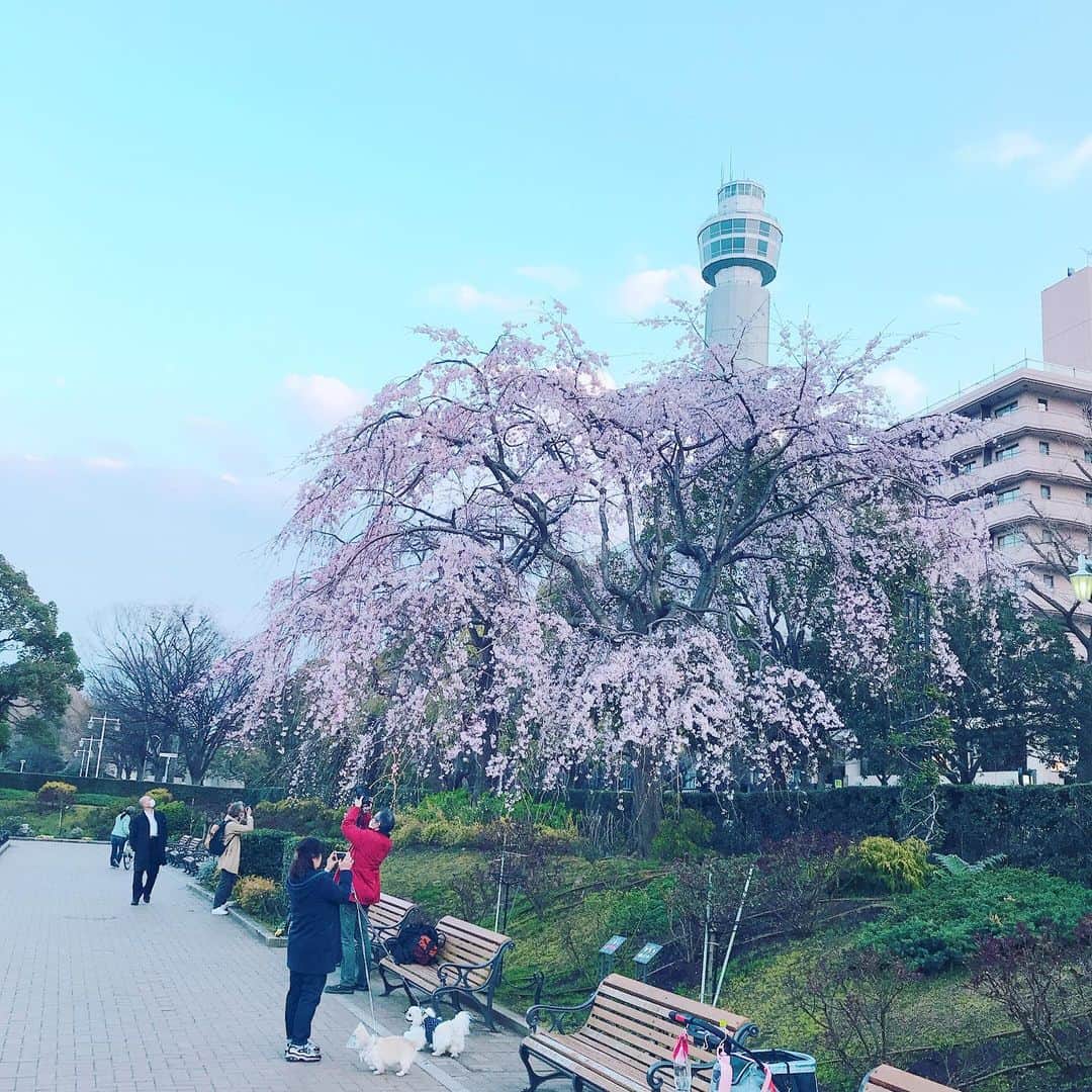 益子直美さんのインスタグラム写真 - (益子直美Instagram)「バラの偵察に山下公園のバラ園へ。 ちょうど枝垂れ桜が見頃でした！  190品種、2650株のバラが植えられています。 黒星病などもなく、手入れが行き届いていました！  5月中旬あたりから咲き始めると思います。 ライトアップもあるのでデートにオススメ❤️ ラストは去年の写真  #山下公園  #山下公園枝垂れ桜  #横浜  #バラ園  #マリンタワー #マリンタワー工事中」3月19日 18時38分 - naomi.masuko