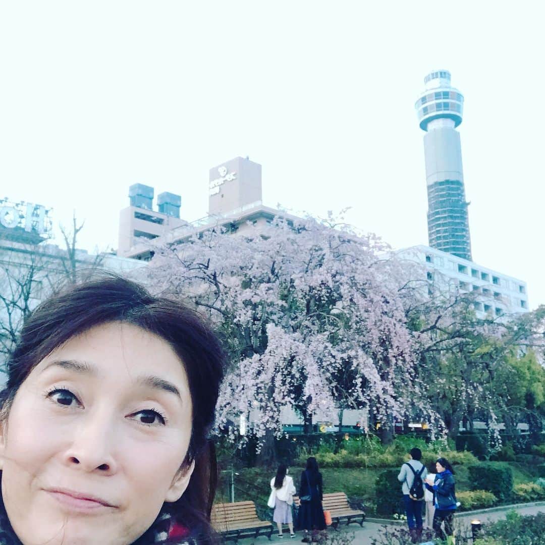 益子直美さんのインスタグラム写真 - (益子直美Instagram)「バラの偵察に山下公園のバラ園へ。 ちょうど枝垂れ桜が見頃でした！  190品種、2650株のバラが植えられています。 黒星病などもなく、手入れが行き届いていました！  5月中旬あたりから咲き始めると思います。 ライトアップもあるのでデートにオススメ❤️ ラストは去年の写真  #山下公園  #山下公園枝垂れ桜  #横浜  #バラ園  #マリンタワー #マリンタワー工事中」3月19日 18時38分 - naomi.masuko