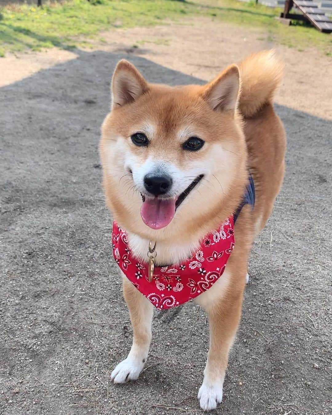 豆柴 サニーちゃんさんのインスタグラム写真 - (豆柴 サニーちゃんInstagram)「. . 🐻ドッグラン楽しい〜 ボール遊びも大好き〜🐾 . 昨日のカインズドッグラン 【サニちゃん編】 . サニちゃんは久しぶりのドッグラン 🎶 ボール持ってきて〜🎾の遊びを いっぱいしたよ . サニちゃんが笑顔になると うれしいな〜😊💓 . . #ボール遊び大好き犬 #ひゃっほーい #てくてくてくてく🐾 #にこにこ顔 #かわいい笑顔に癒される #カインズドッグラン . #柴犬#豆柴 #赤柴#豆柴子犬 #まめしば#いぬのきもち#ふわもこ部 #サンデイ#サンデイいぬ組#anicas#shiba_snap #shibainu#shiba#mameshiba#shibastagram #mameshibapuppy#shibapuppy #豆柴サニーちゃん#豆柴ラムちゃん#さにらむたん #さにらむ2020」3月19日 19時02分 - sunny_rei_32