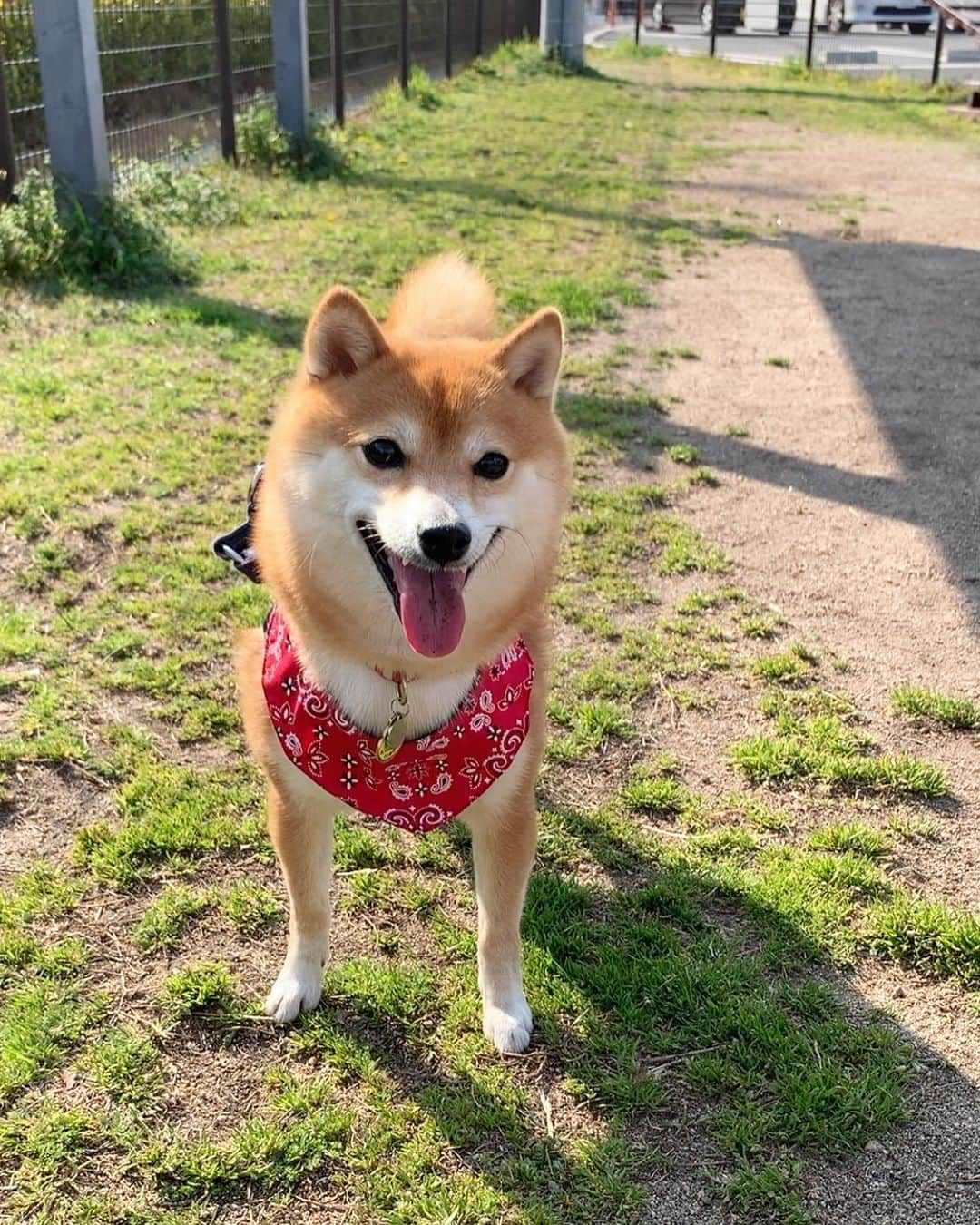 豆柴 サニーちゃんさんのインスタグラム写真 - (豆柴 サニーちゃんInstagram)「. . 🐻ドッグラン楽しい〜 ボール遊びも大好き〜🐾 . 昨日のカインズドッグラン 【サニちゃん編】 . サニちゃんは久しぶりのドッグラン 🎶 ボール持ってきて〜🎾の遊びを いっぱいしたよ . サニちゃんが笑顔になると うれしいな〜😊💓 . . #ボール遊び大好き犬 #ひゃっほーい #てくてくてくてく🐾 #にこにこ顔 #かわいい笑顔に癒される #カインズドッグラン . #柴犬#豆柴 #赤柴#豆柴子犬 #まめしば#いぬのきもち#ふわもこ部 #サンデイ#サンデイいぬ組#anicas#shiba_snap #shibainu#shiba#mameshiba#shibastagram #mameshibapuppy#shibapuppy #豆柴サニーちゃん#豆柴ラムちゃん#さにらむたん #さにらむ2020」3月19日 19時02分 - sunny_rei_32