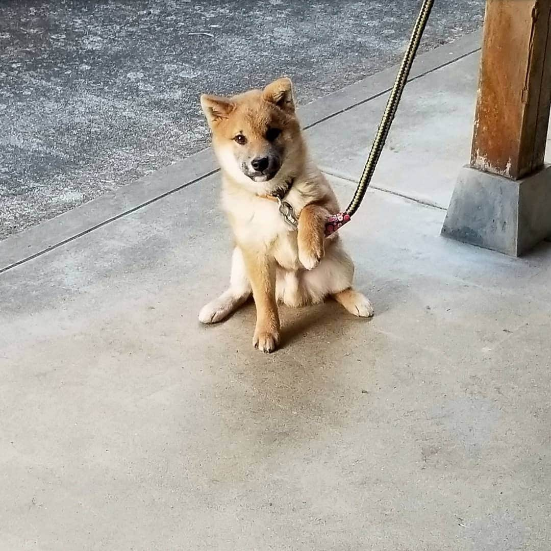 柴犬たま Shibainu Tamaのインスタグラム