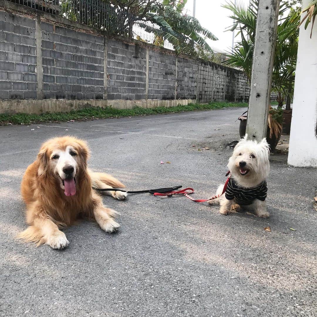 Hoykong&Plamuekのインスタグラム：「Good afternoon everyone! Stay safe from covid-19❤️ Take care #hkpm #covid19 #staysafe」