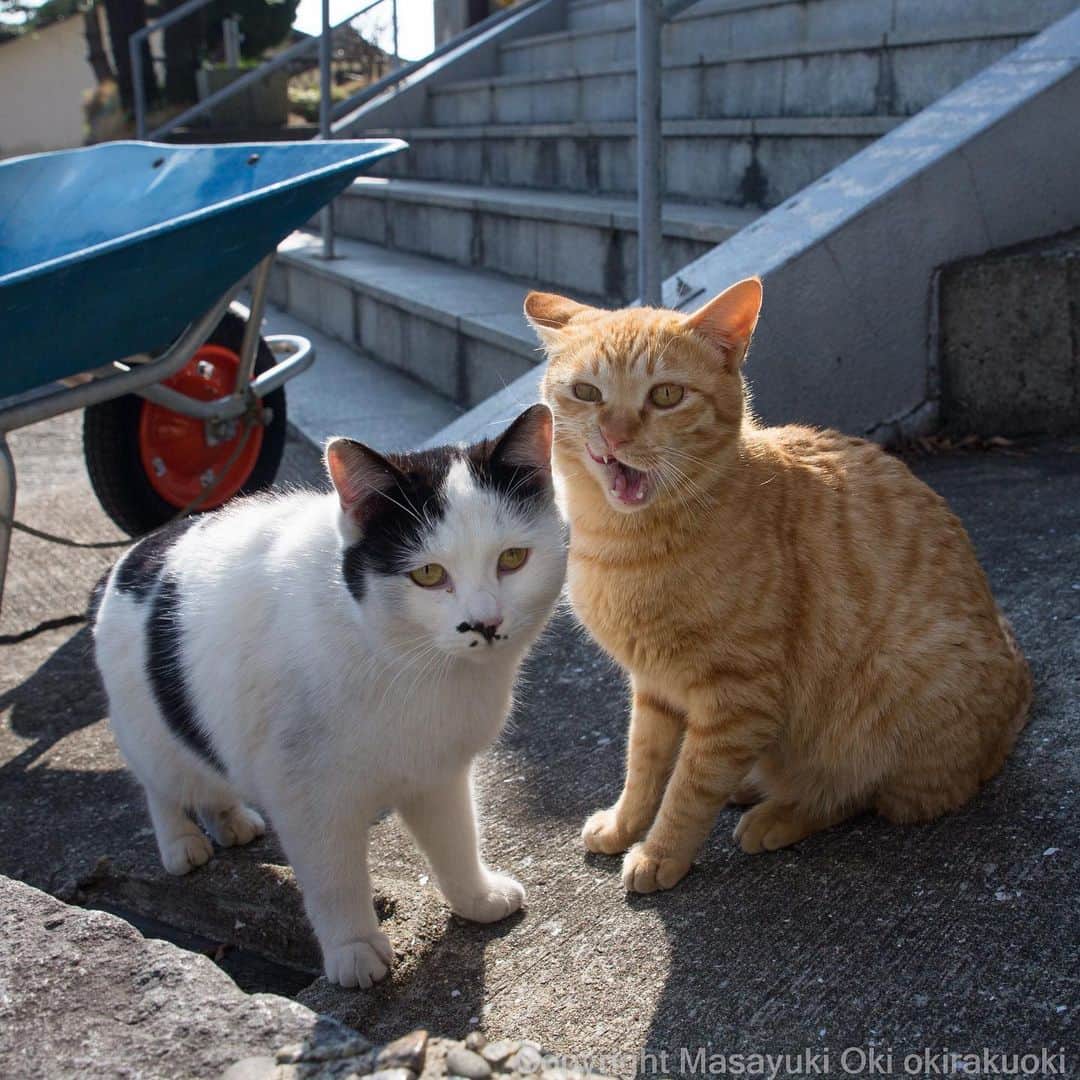 Masayukiさんのインスタグラム写真 - (MasayukiInstagram)「ポートレート。  #cat #ねこ」3月19日 19時28分 - okirakuoki