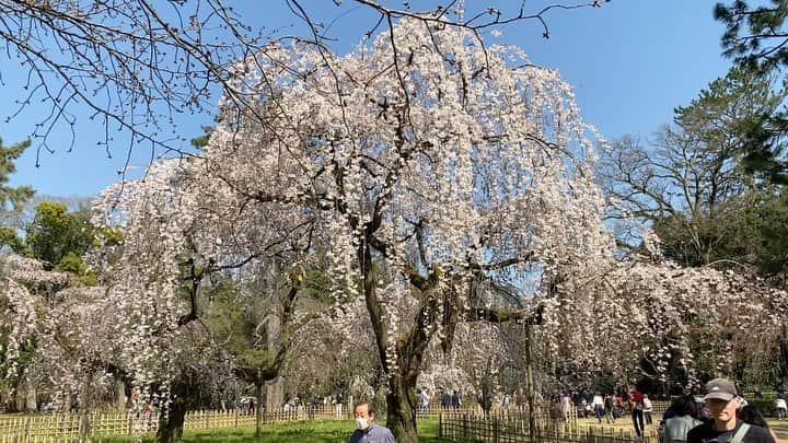 山中崇史のインスタグラム：「#桜 #枝垂れ桜 #cherryblossom  #京都 #京都御所」