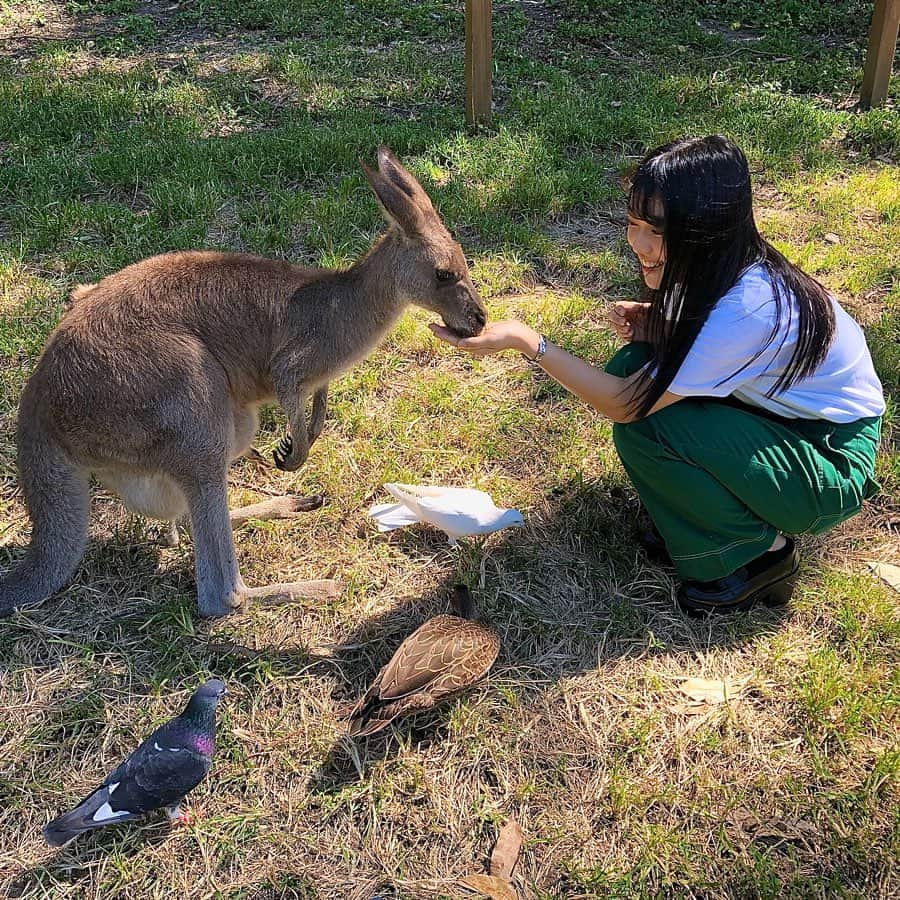 川畑綾理のインスタグラム：「可愛すぎた（＾Ｏ＾）♡ . . .  #オーストラリア #オーストラリア旅行 #動物園 #ゴールドコースト #コアラ #サーファーズパラダイス #旅行 #海外旅行 #旅行好きな人と繋がりたい #今日の服 #カランビンワイルドライフサンクチュアリー #いいね返し #フォロー返します #australia #australiatrip #goldcoast #queensland #currumbinwildlifesanctuary #currumbin #coolangatta #surfersparadise #travelgram #travel #ootd #fashion #l4l #f4f #シブサン  #プラチナムプロダクション #platinumproduction」