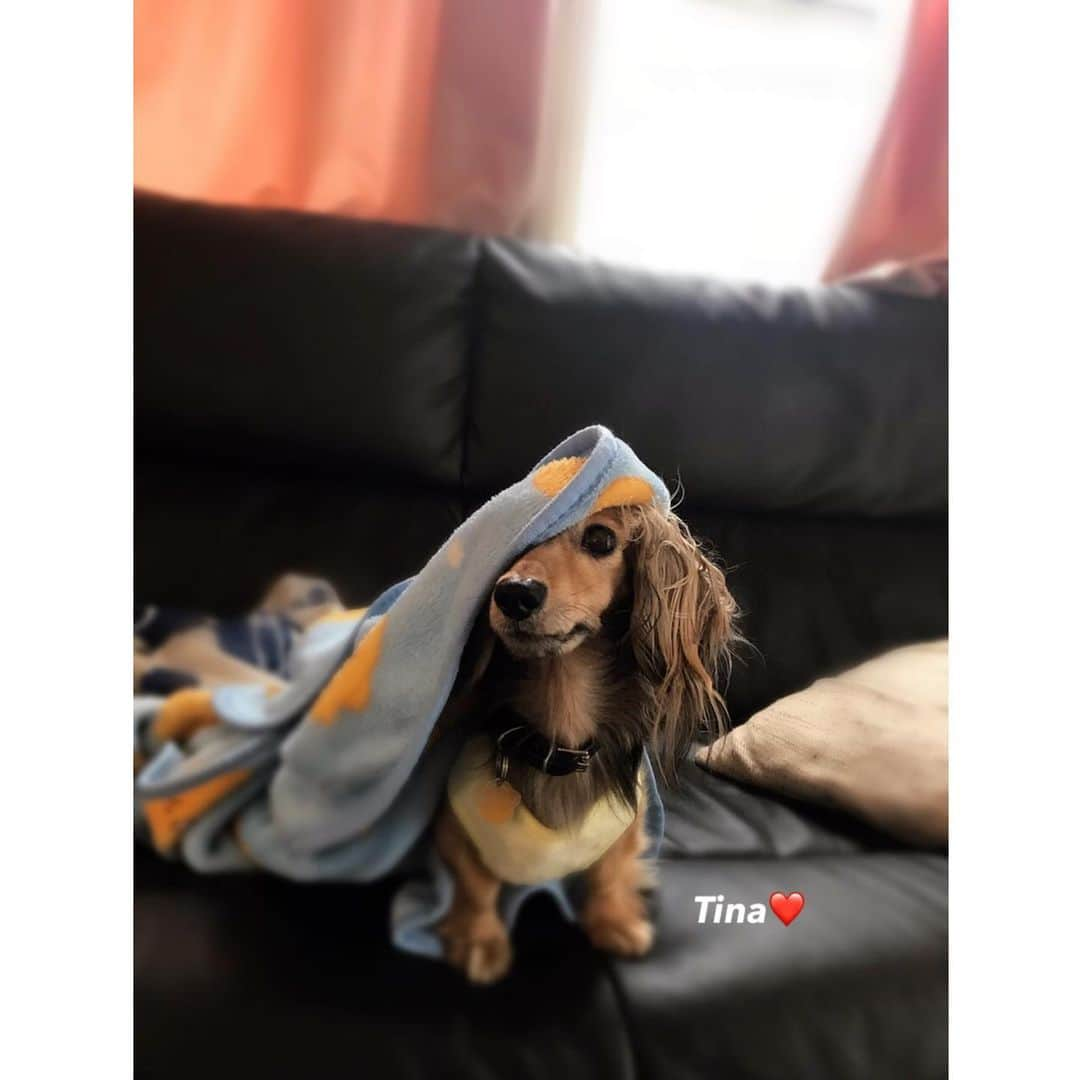 jessicaさんのインスタグラム写真 - (jessicaInstagram)「＊ ＊ ＊ #わんこ#愛犬#いぬ #アラフィフ#S47年式#ワークアウト ＊ ＊ 寝起きのTinaちゃん もぉ〜可愛すぎる！！ 親バカです☺️ お鼻がハート❤︎に見える🐶 #ダックス#カニンヘンダックス#癲癇 ＊ Thanks always‼︎🐶 jessica❤︎」3月19日 20時32分 - jessica.oct21